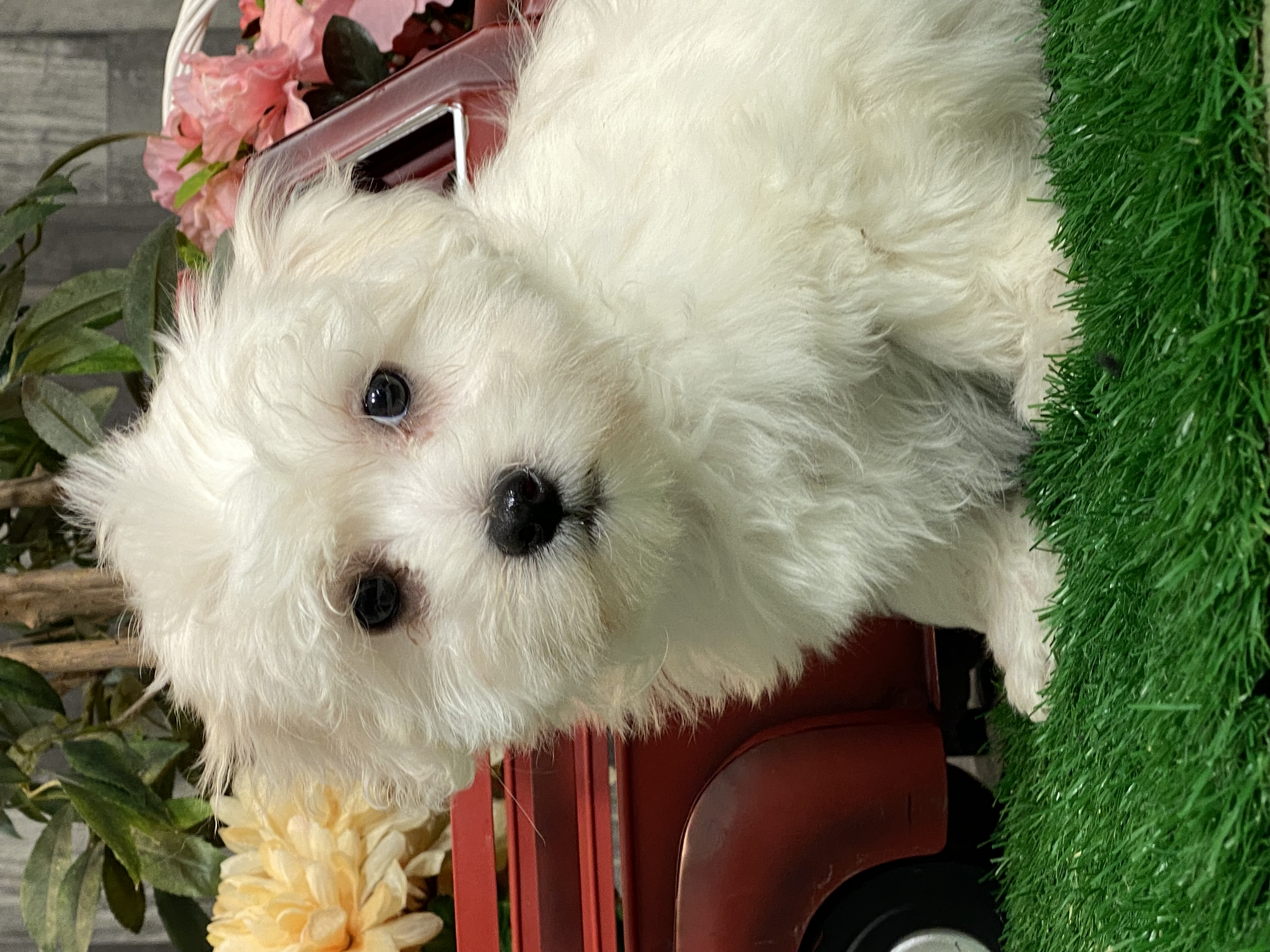 puppy, for, sale, Coton de Tulear, Curtis  Martin, dog, breeder, Seneca Falls, NY, dog-breeder, puppy-for-sale, forsale, nearby, find, puppyfind, locator, puppylocator, aca