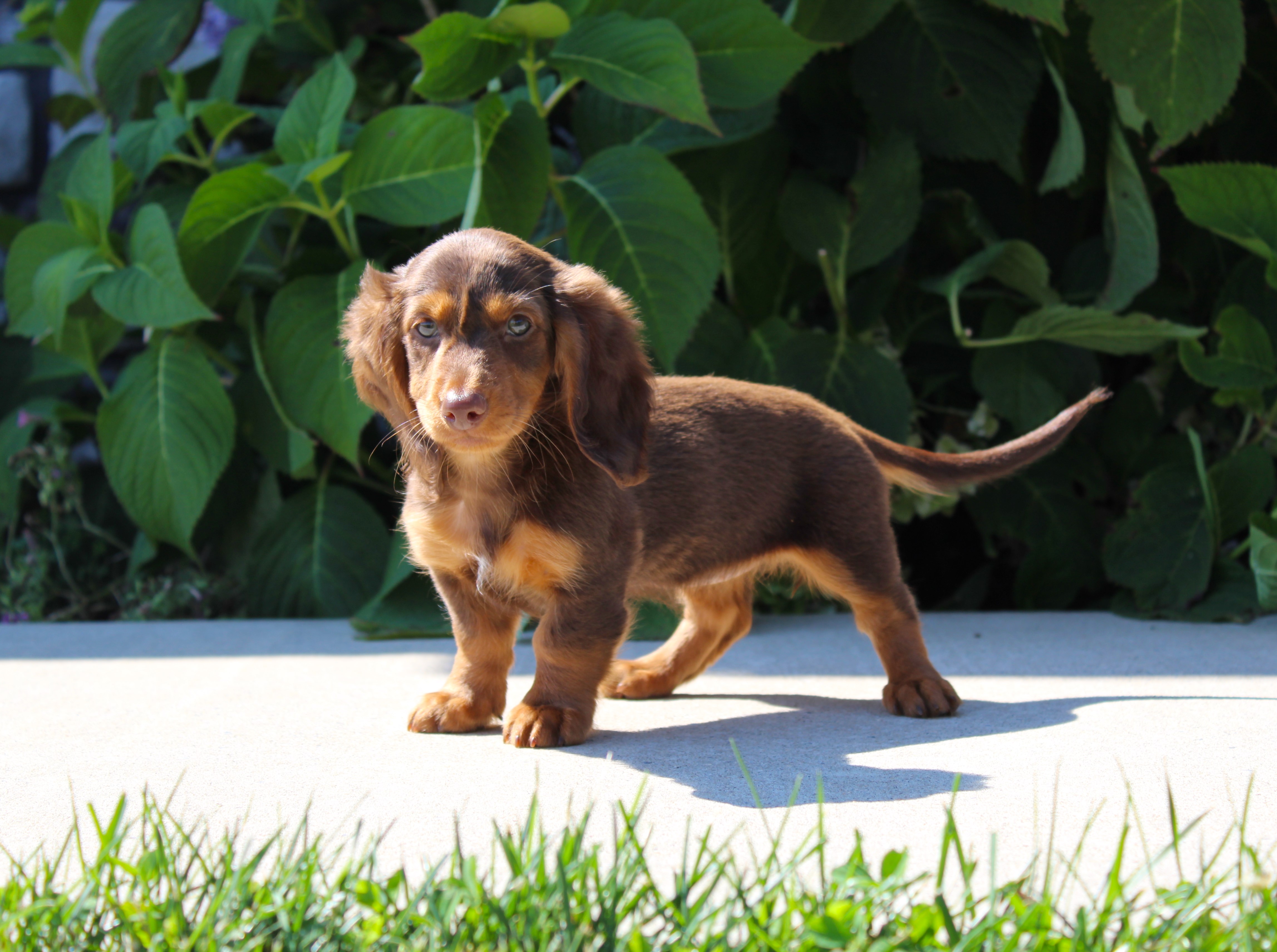 puppy, for, sale, Dachshund,   Little Stream Estates LLC, dog, breeder, Lititz, PA, dog-breeder, puppy-for-sale, forsale, nearby, find, puppyfind, locator, puppylocator, aca