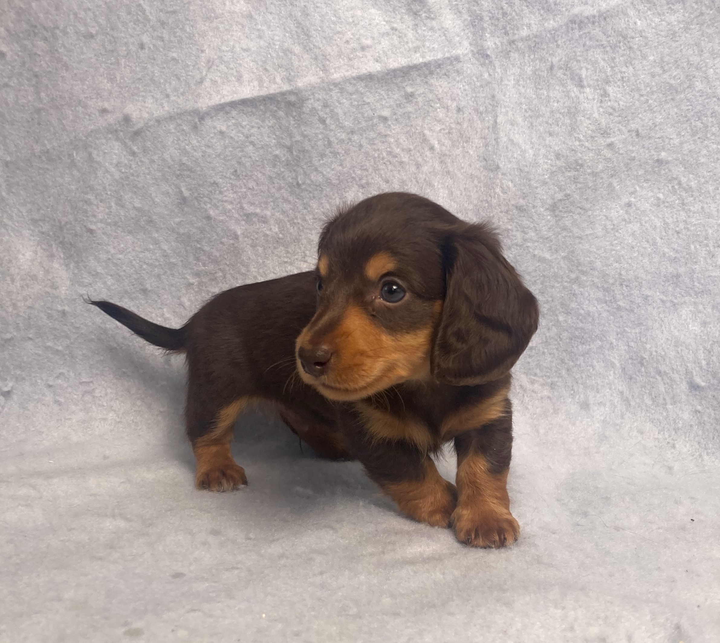 puppy, for, sale, Dachshund,   Little Stream Estates LLC, dog, breeder, Lititz, PA, dog-breeder, puppy-for-sale, forsale, nearby, find, puppyfind, locator, puppylocator, aca