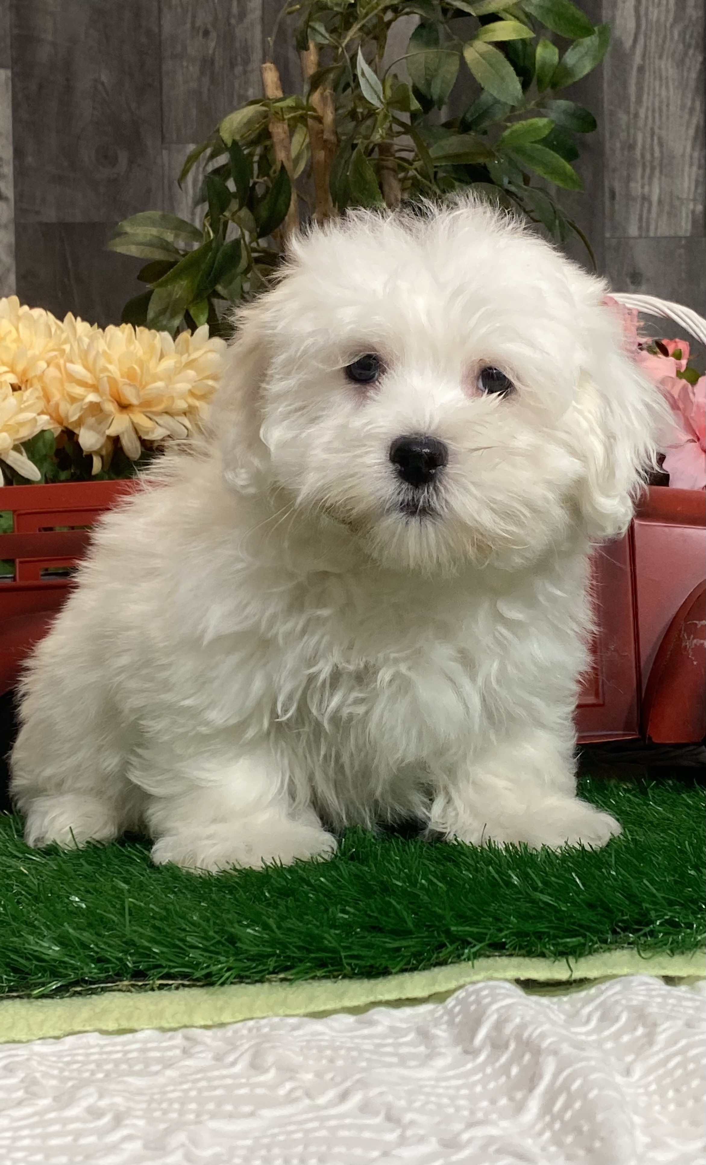 puppy, for, sale, Coton de Tulear, Curtis  Martin, dog, breeder, Seneca Falls, NY, dog-breeder, puppy-for-sale, forsale, nearby, find, puppyfind, locator, puppylocator, aca