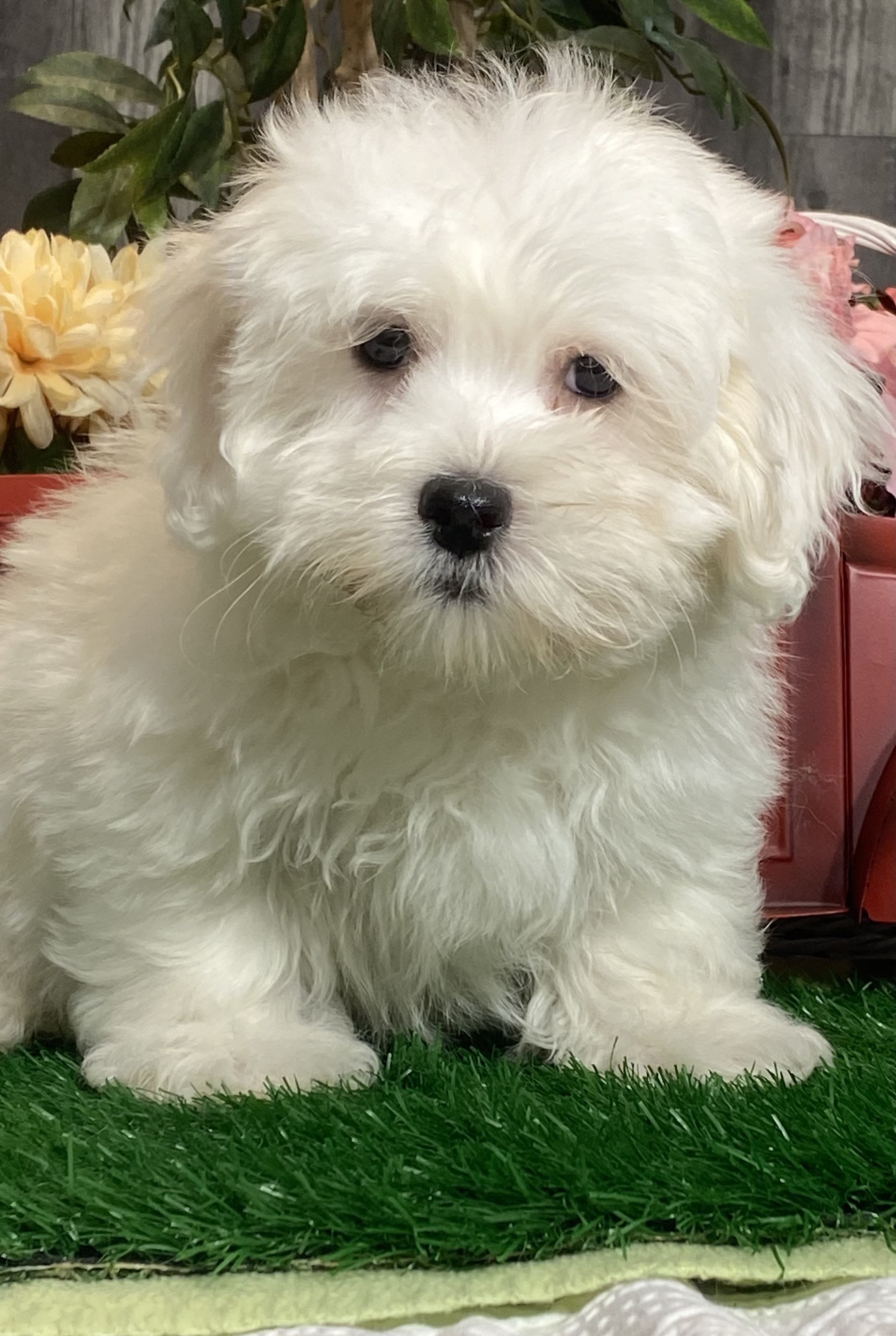 puppy, for, sale, Coton de Tulear, Curtis  Martin, dog, breeder, Seneca Falls, NY, dog-breeder, puppy-for-sale, forsale, nearby, find, puppyfind, locator, puppylocator, aca