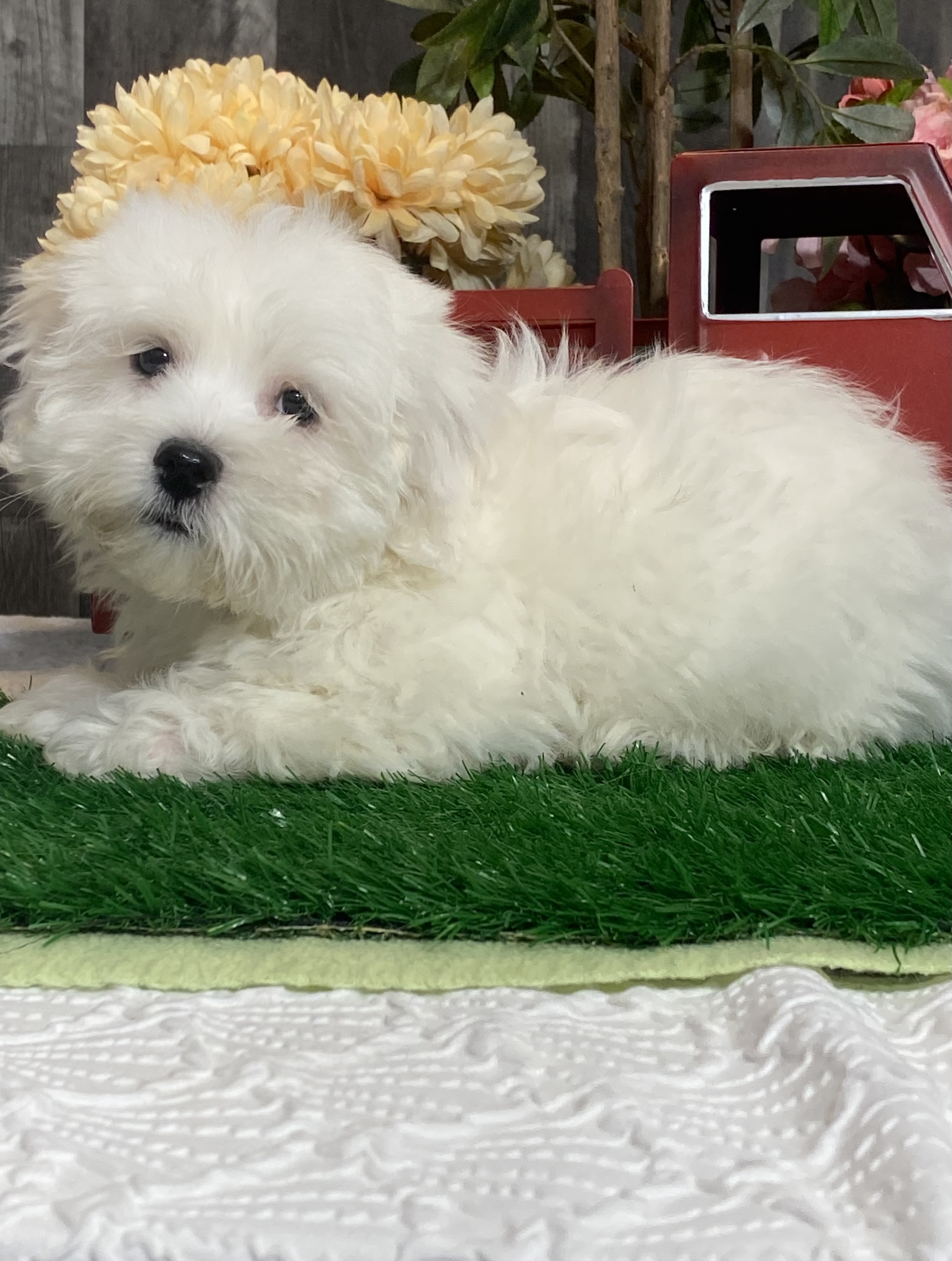 puppy, for, sale, Coton de Tulear, Curtis  Martin, dog, breeder, Seneca Falls, NY, dog-breeder, puppy-for-sale, forsale, nearby, find, puppyfind, locator, puppylocator, aca