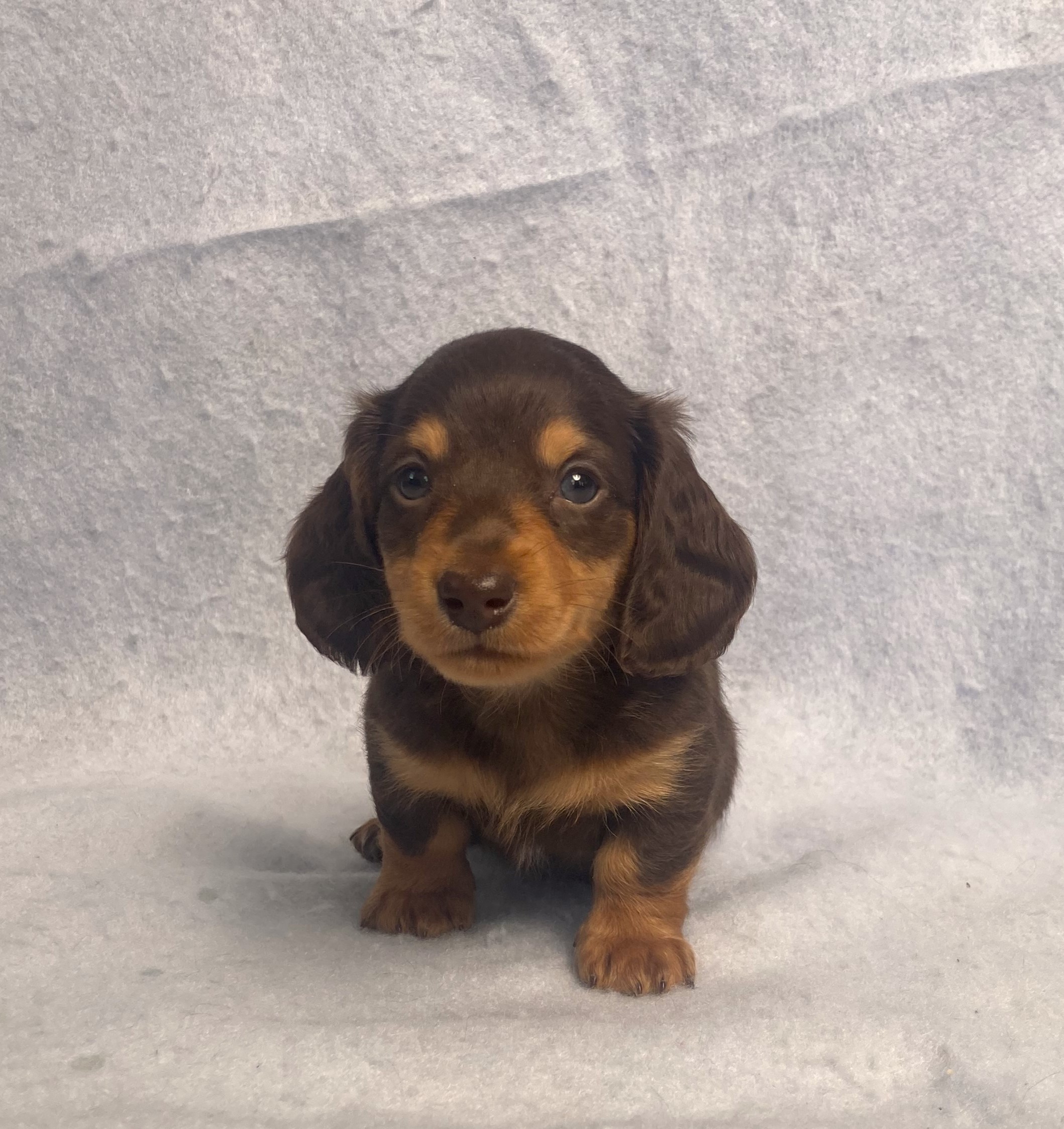 puppy, for, sale, Dachshund,   Little Stream Estates LLC, dog, breeder, Lititz, PA, dog-breeder, puppy-for-sale, forsale, nearby, find, puppyfind, locator, puppylocator, aca