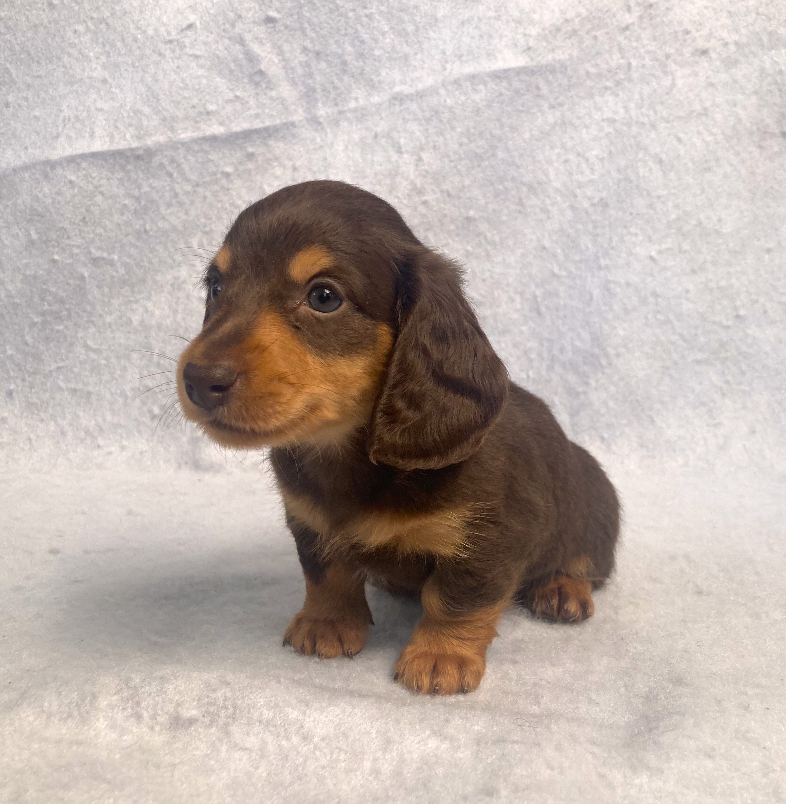 puppy, for, sale, Dachshund,   Little Stream Estates LLC, dog, breeder, Lititz, PA, dog-breeder, puppy-for-sale, forsale, nearby, find, puppyfind, locator, puppylocator, aca
