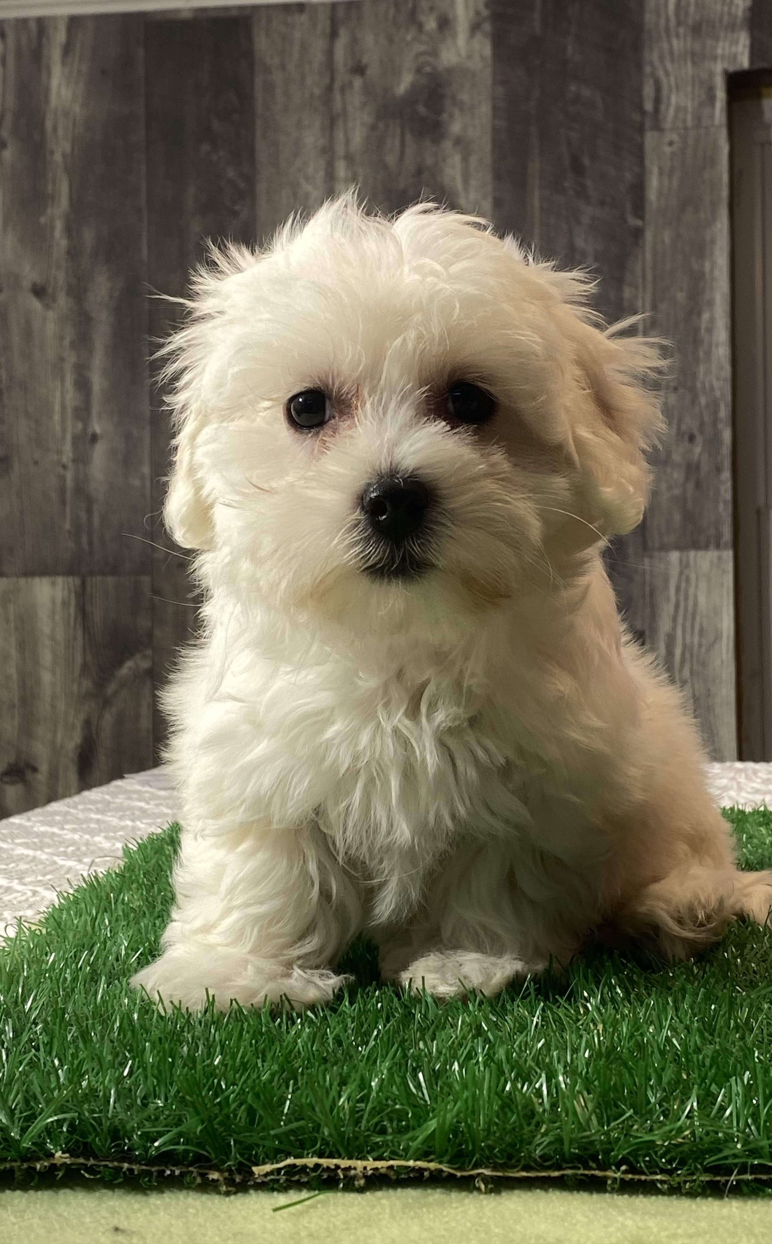 puppy, for, sale, Coton de Tulear, Curtis  Martin, dog, breeder, Seneca Falls, NY, dog-breeder, puppy-for-sale, forsale, nearby, find, puppyfind, locator, puppylocator, aca