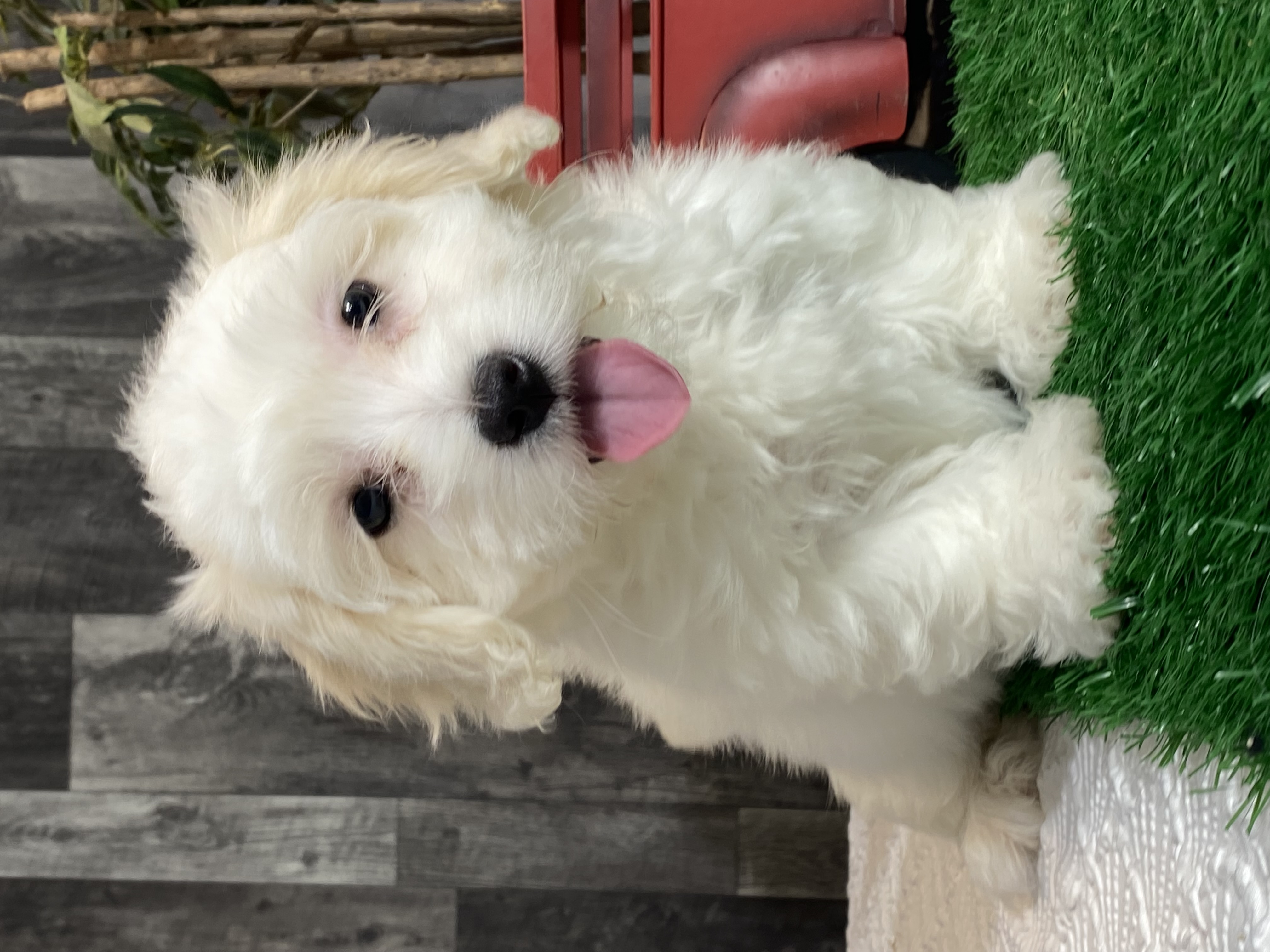 puppy, for, sale, Coton de Tulear, Curtis  Martin, dog, breeder, Seneca Falls, NY, dog-breeder, puppy-for-sale, forsale, nearby, find, puppyfind, locator, puppylocator, aca