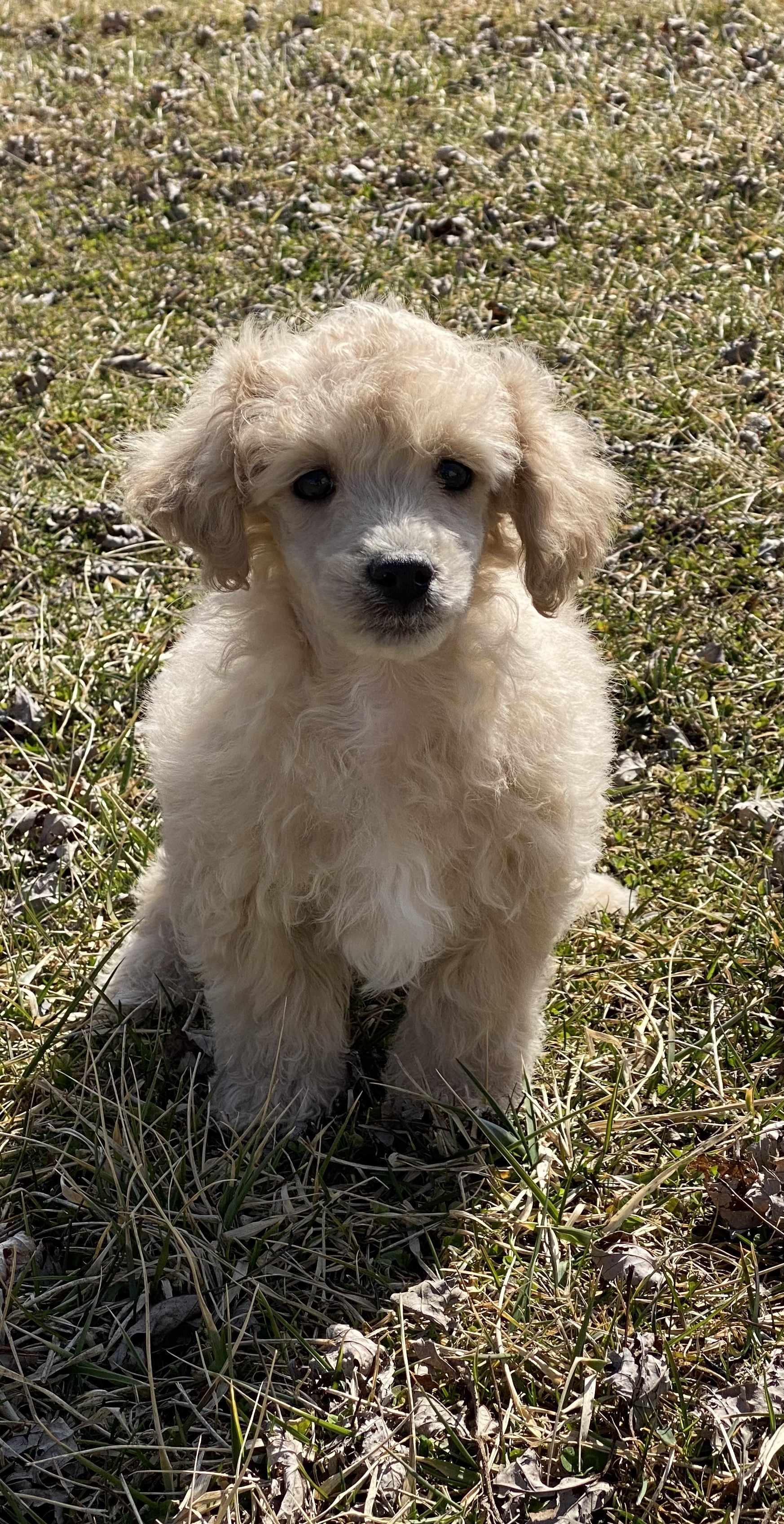 puppy, for, sale, Poodle, Curtis  Martin, dog, breeder, Seneca Falls, NY, dog-breeder, puppy-for-sale, forsale, nearby, find, puppyfind, locator, puppylocator, aca