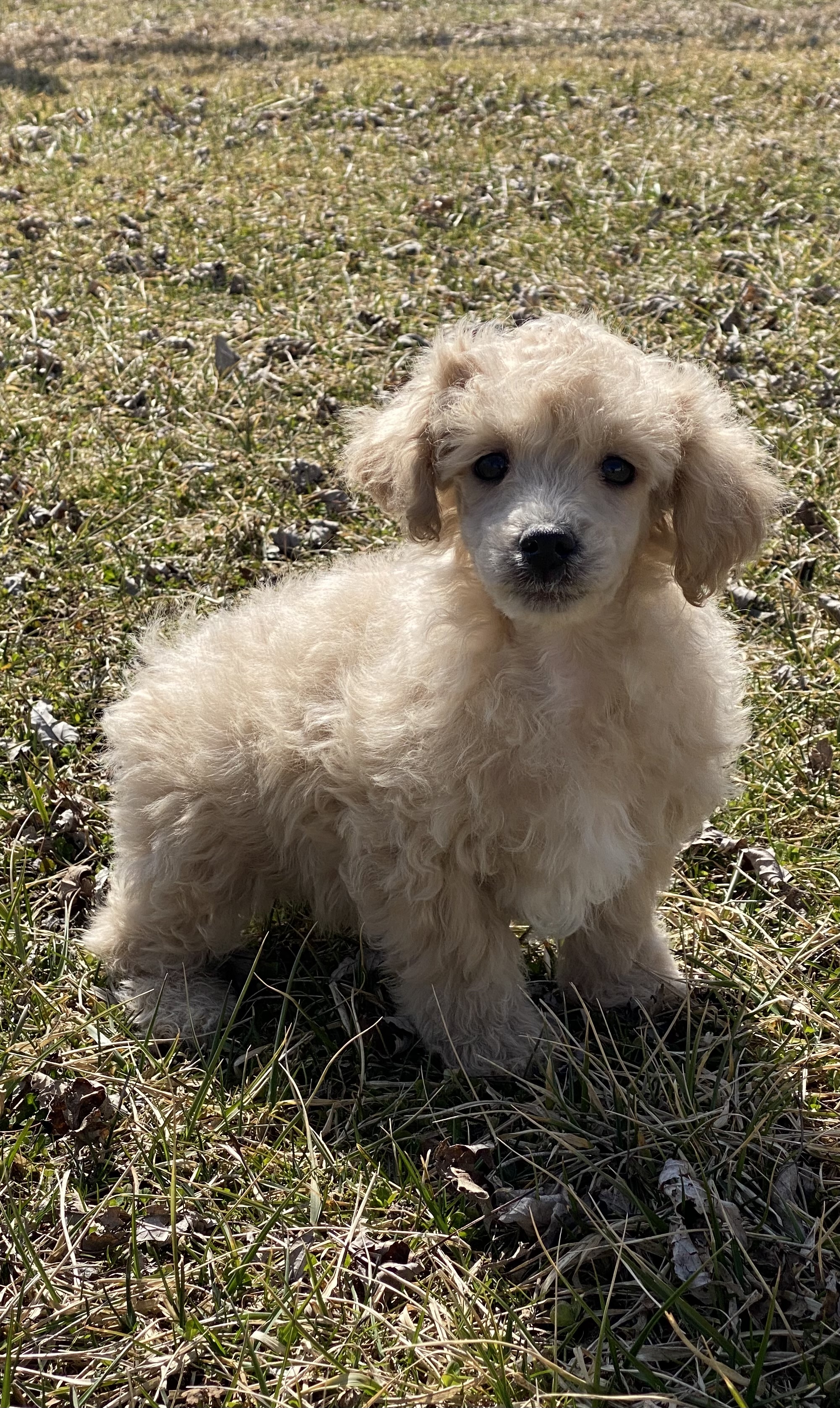 puppy, for, sale, Poodle, Curtis  Martin, dog, breeder, Seneca Falls, NY, dog-breeder, puppy-for-sale, forsale, nearby, find, puppyfind, locator, puppylocator, aca