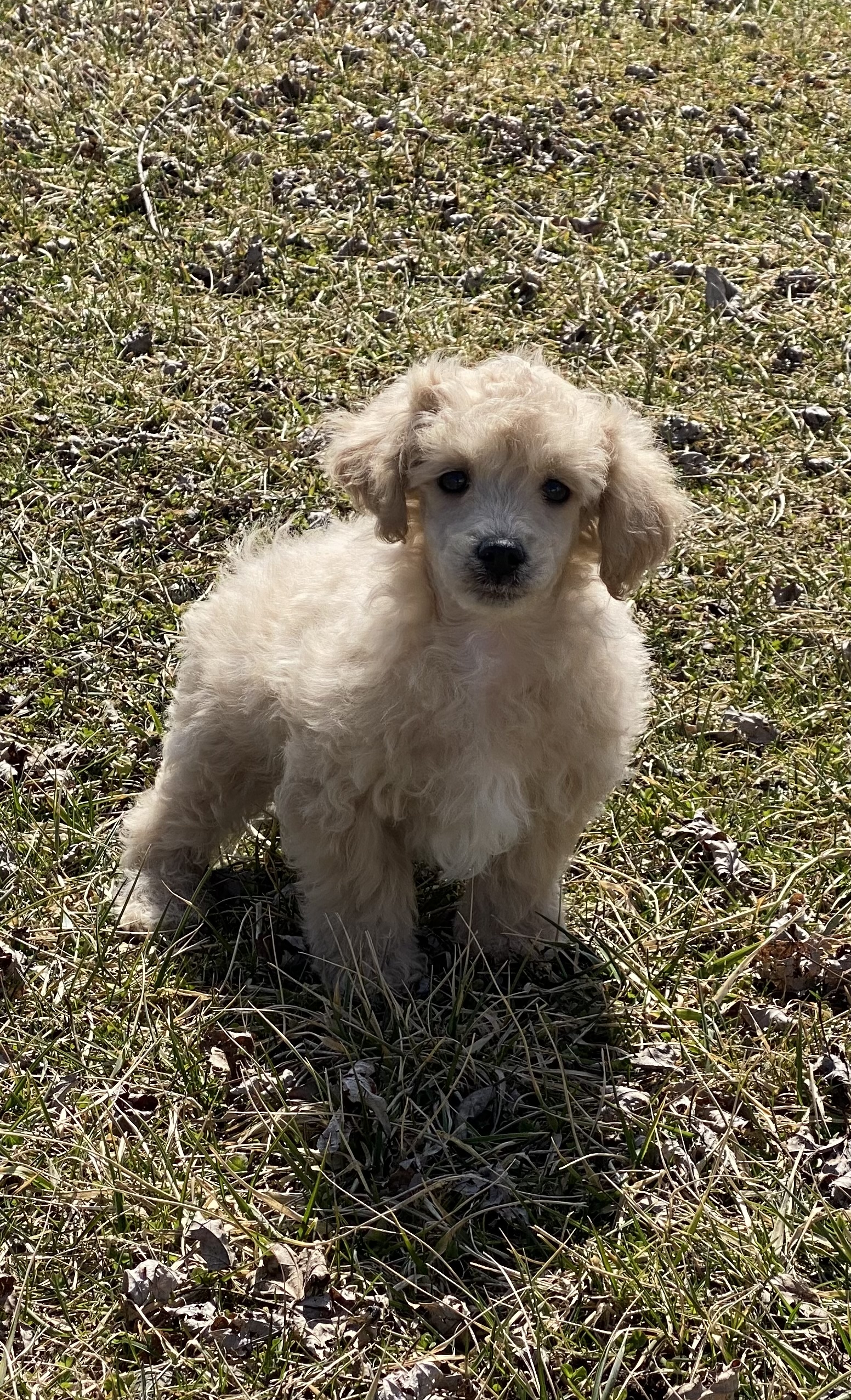 puppy, for, sale, Poodle, Curtis  Martin, dog, breeder, Seneca Falls, NY, dog-breeder, puppy-for-sale, forsale, nearby, find, puppyfind, locator, puppylocator, aca