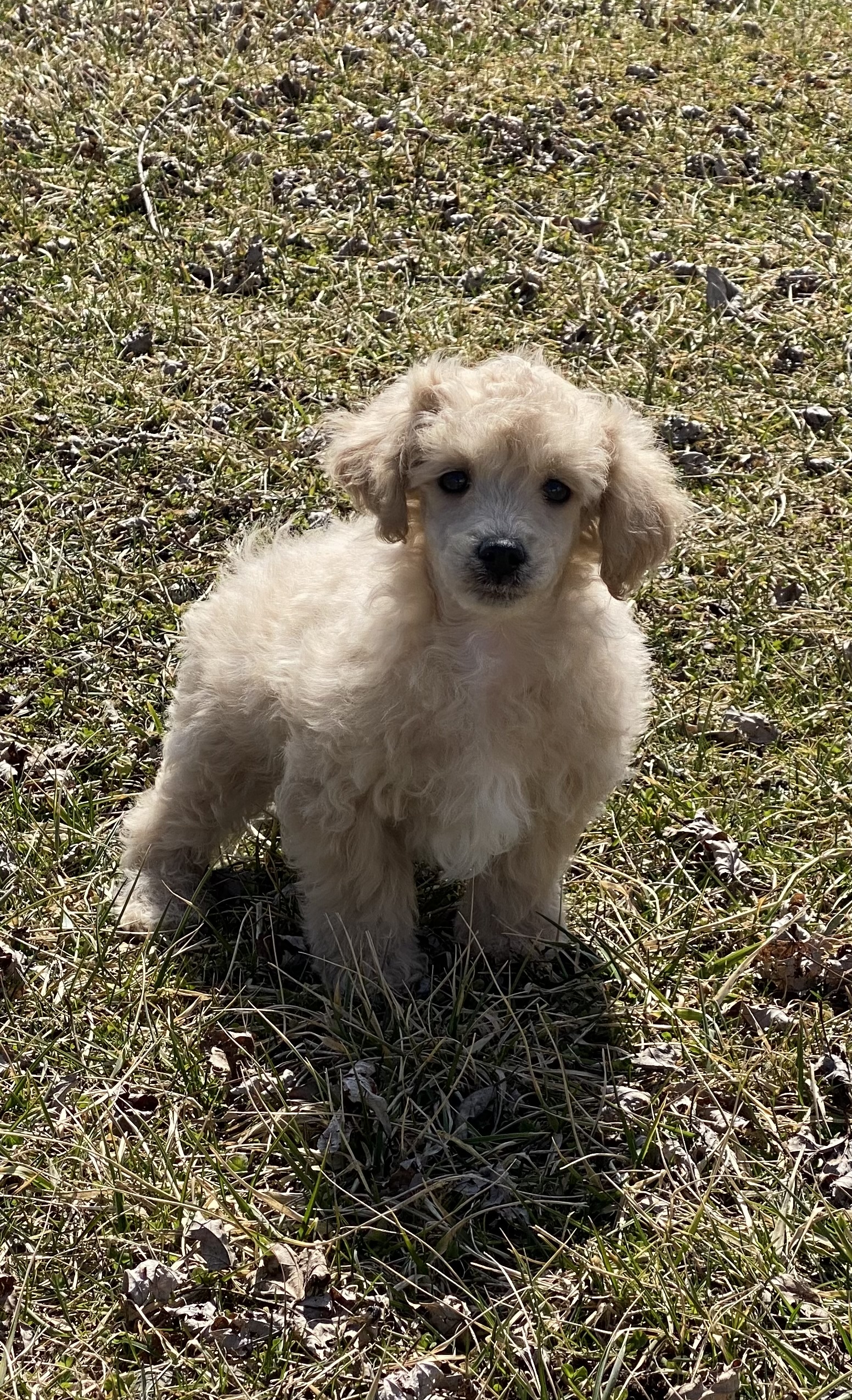 puppy, for, sale, Italian Greyhound, Kimberly  Dildine, dog, breeder, Willow Springs, MO, dog-breeder, puppy-for-sale, forsale, nearby, find, puppyfind, locator, puppylocator, aca