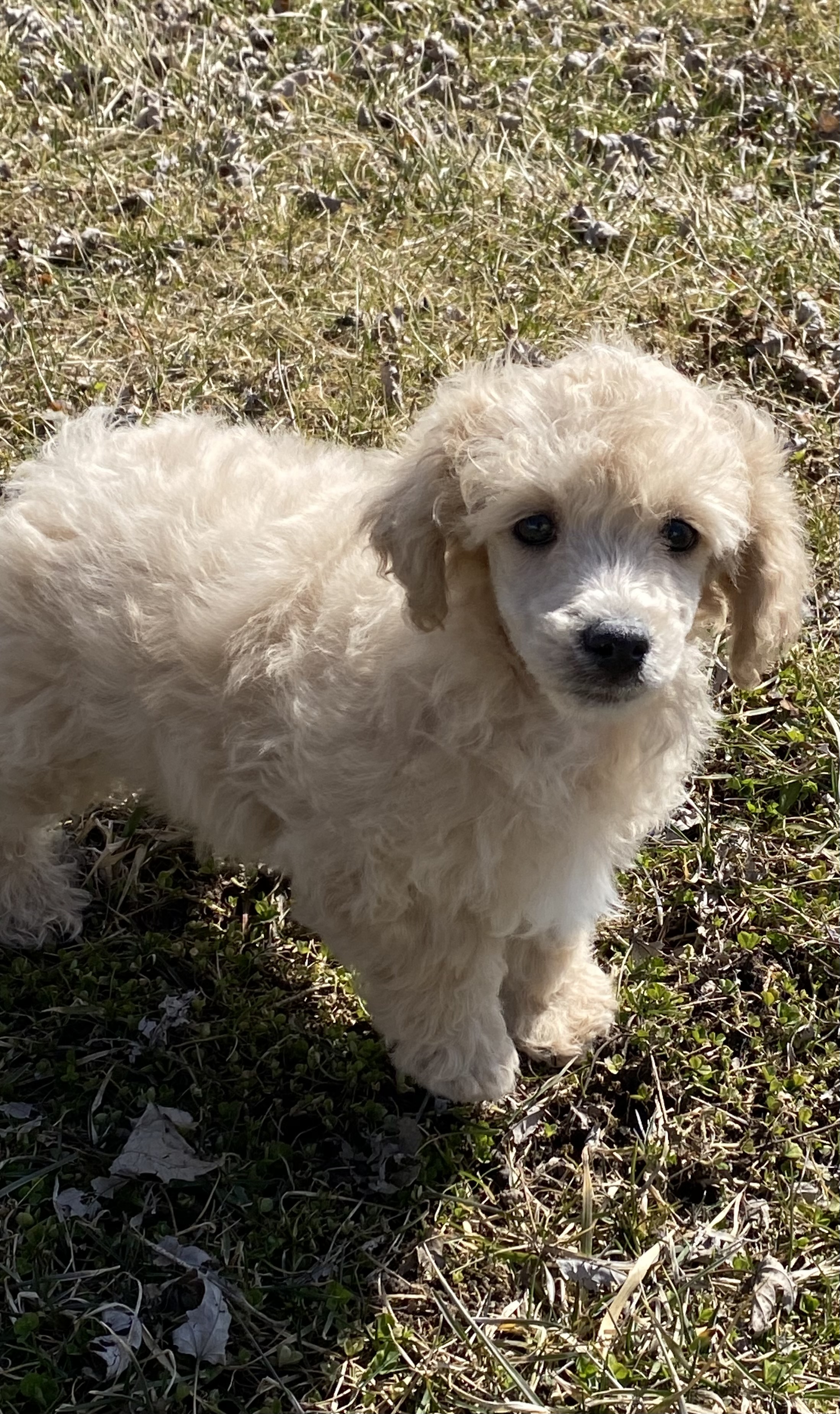 puppy, for, sale, Poodle, Curtis  Martin, dog, breeder, Seneca Falls, NY, dog-breeder, puppy-for-sale, forsale, nearby, find, puppyfind, locator, puppylocator, aca