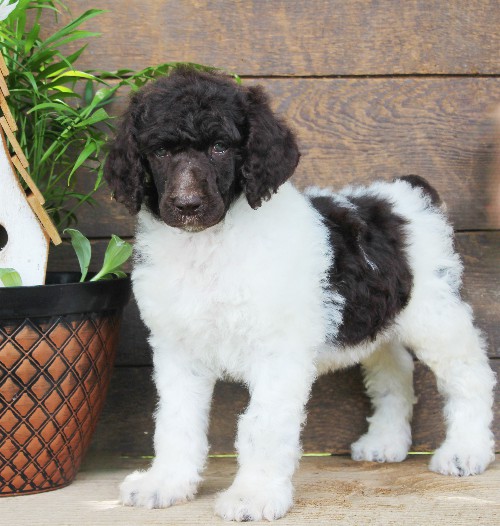 puppy, for, sale, Standard Poodle, John  Stoltzfus, dog, breeder, Christiana, PA, dog-breeder, puppy-for-sale, forsale, nearby, find, puppyfind, locator, puppylocator, aca