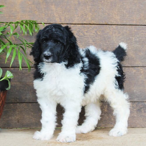 puppy, for, sale, Standard Poodle, John  Stoltzfus, dog, breeder, Christiana, PA, dog-breeder, puppy-for-sale, forsale, nearby, find, puppyfind, locator, puppylocator, aca