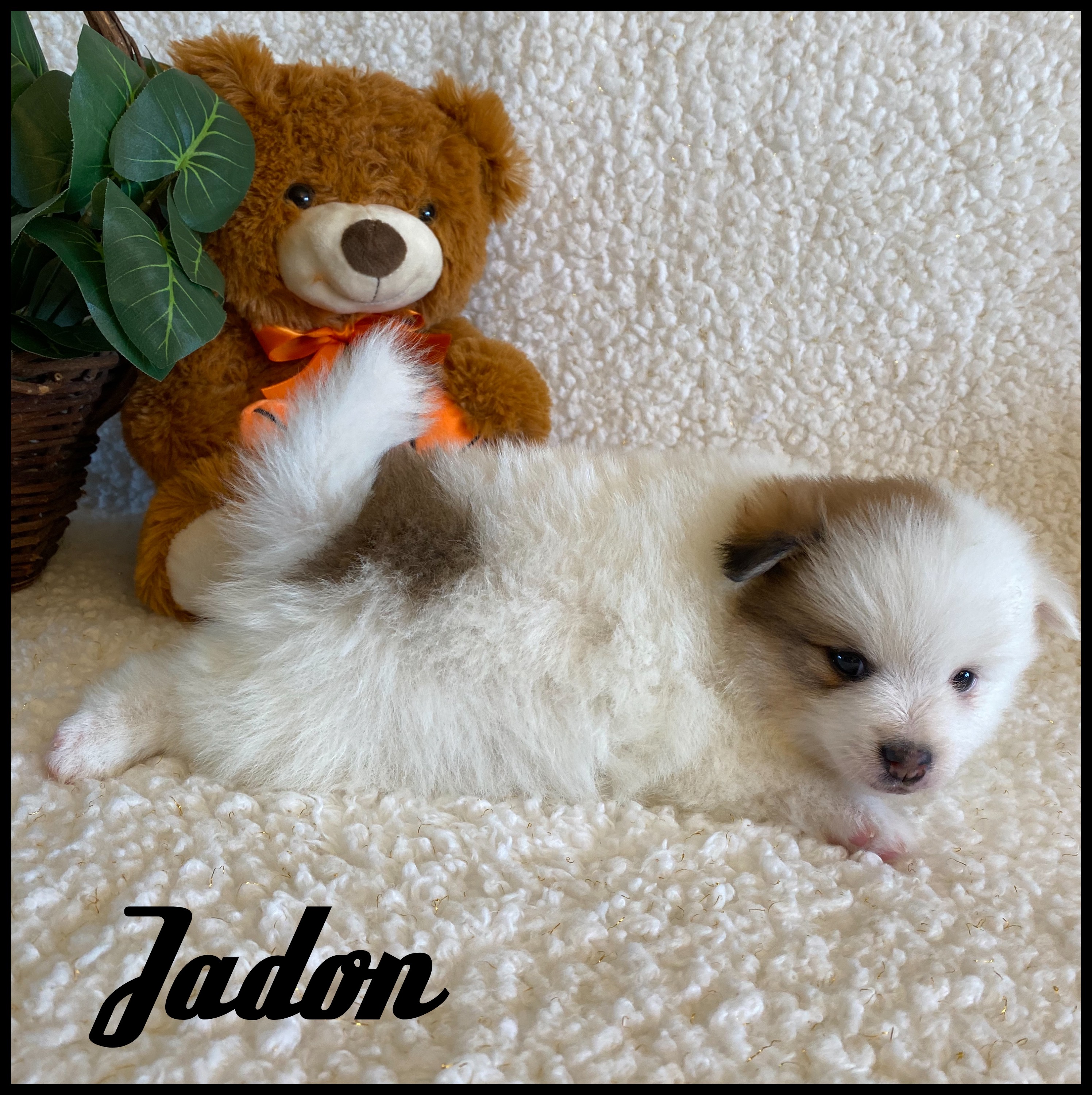puppy, for, sale, Pomeranian, Nelson  Groff, dog, breeder, Kokomo, MS, dog-breeder, puppy-for-sale, forsale, nearby, find, puppyfind, locator, puppylocator, aca