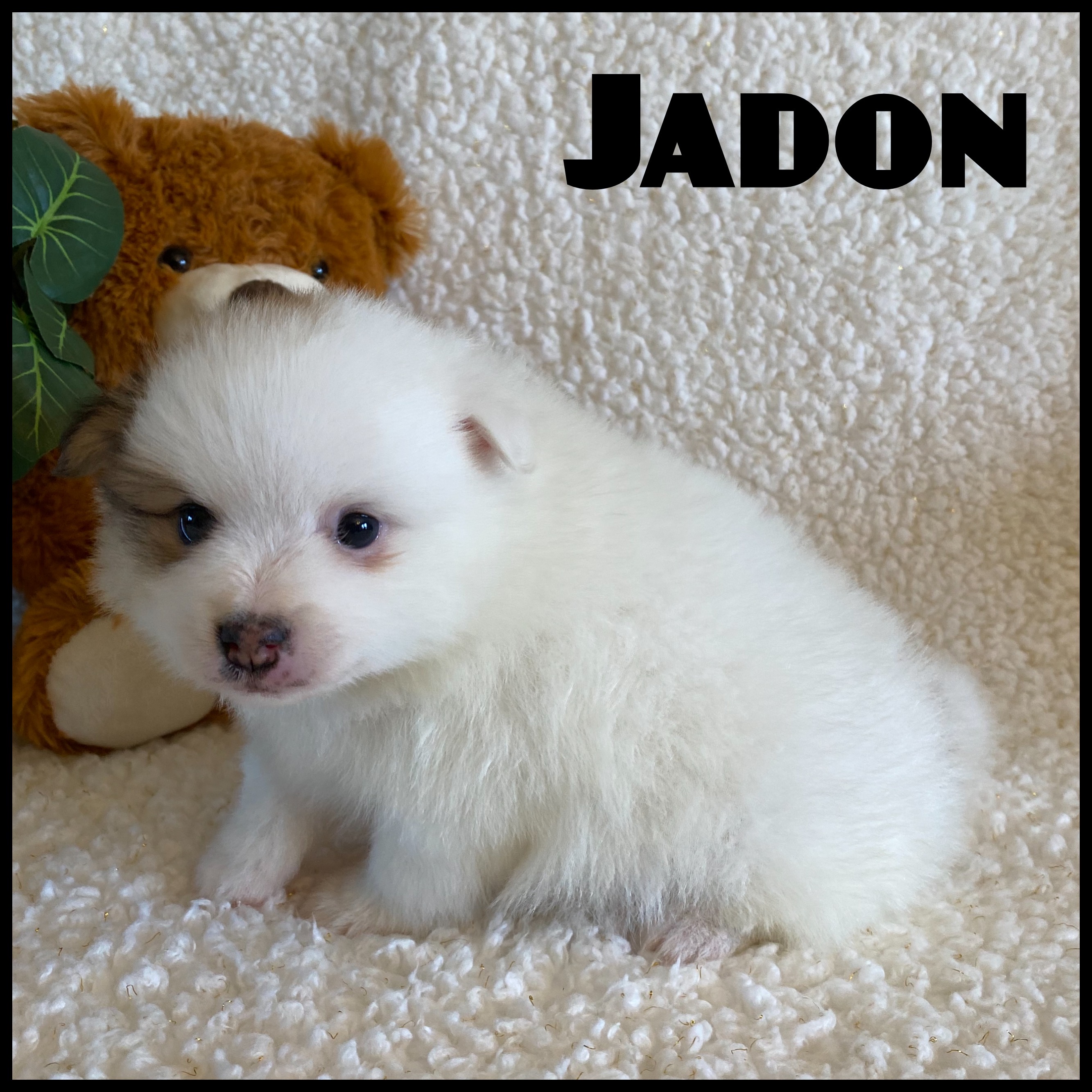 puppy, for, sale, Pomeranian, Nelson  Groff, dog, breeder, Kokomo, MS, dog-breeder, puppy-for-sale, forsale, nearby, find, puppyfind, locator, puppylocator, aca