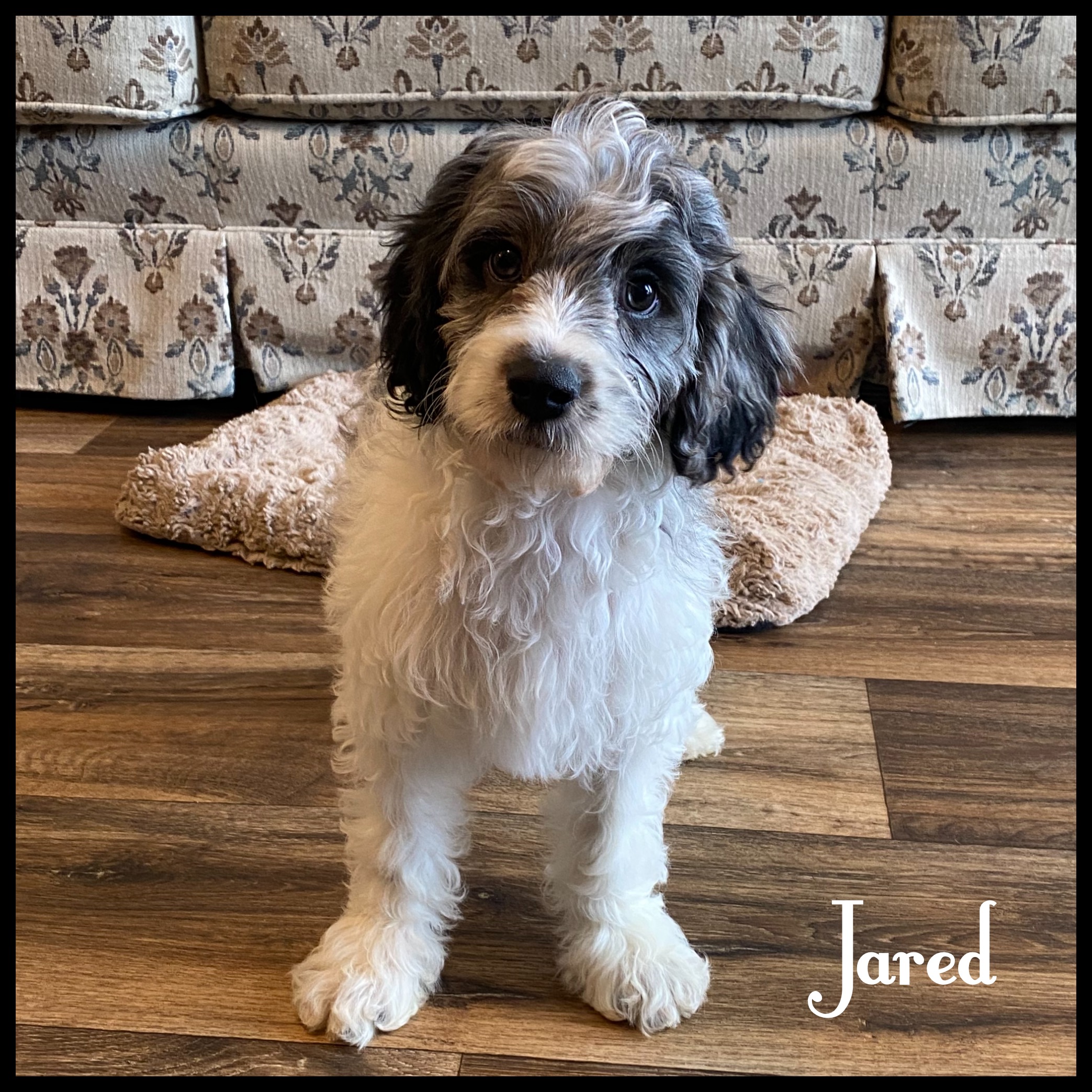 puppy, for, sale, Cavapoo, Nelson  Groff, dog, breeder, Kokomo, MS, dog-breeder, puppy-for-sale, forsale, nearby, find, puppyfind, locator, puppylocator, aca