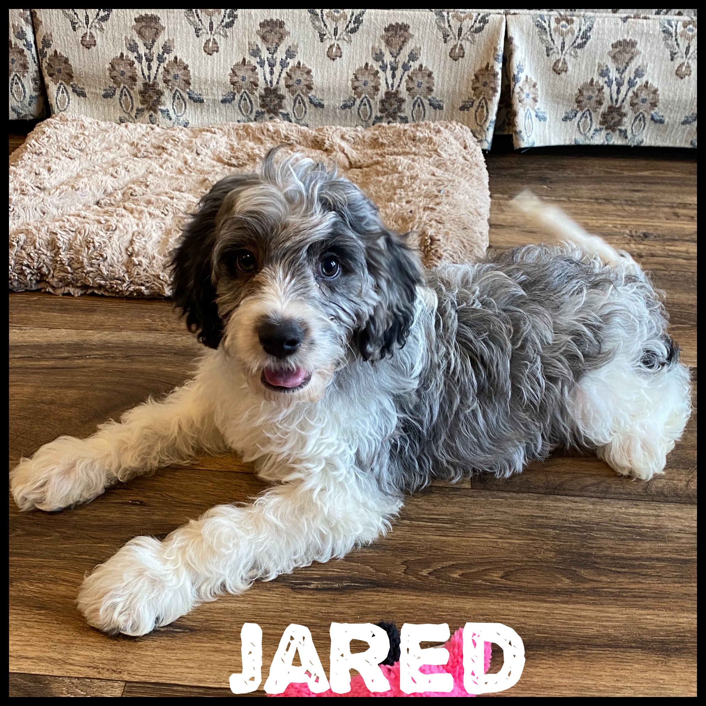 puppy, for, sale, Cavapoo, Nelson  Groff, dog, breeder, Kokomo, MS, dog-breeder, puppy-for-sale, forsale, nearby, find, puppyfind, locator, puppylocator, aca