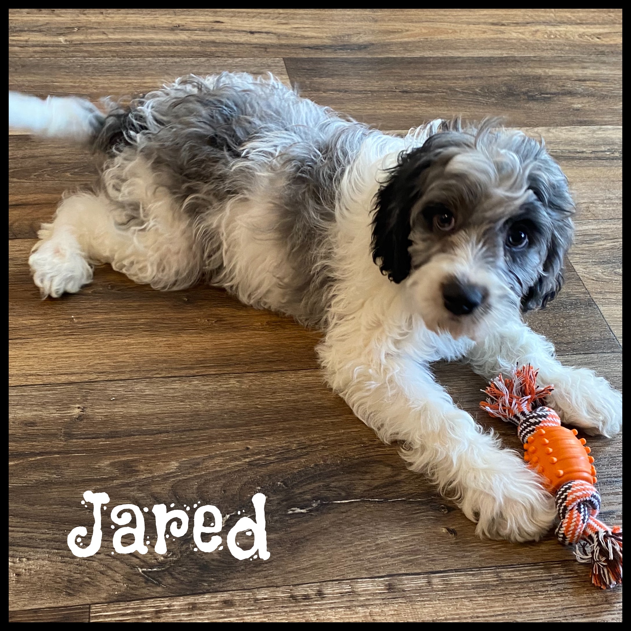 puppy, for, sale, Cavapoo, Nelson  Groff, dog, breeder, Kokomo, MS, dog-breeder, puppy-for-sale, forsale, nearby, find, puppyfind, locator, puppylocator, aca