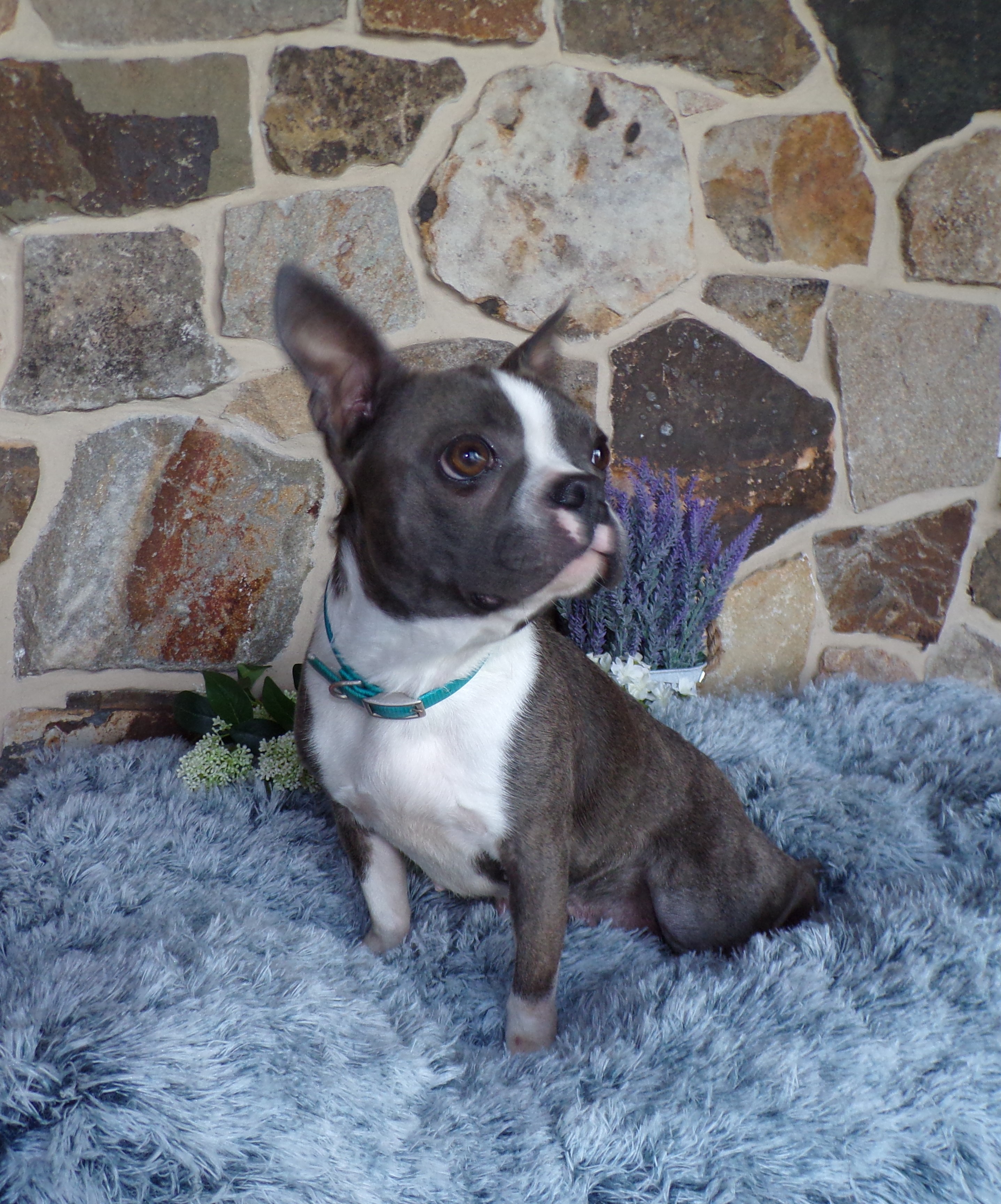 puppy, for, sale, Boston Terrier, John  Lapp, dog, breeder, Gap, PA, dog-breeder, puppy-for-sale, forsale, nearby, find, puppyfind, locator, puppylocator, aca