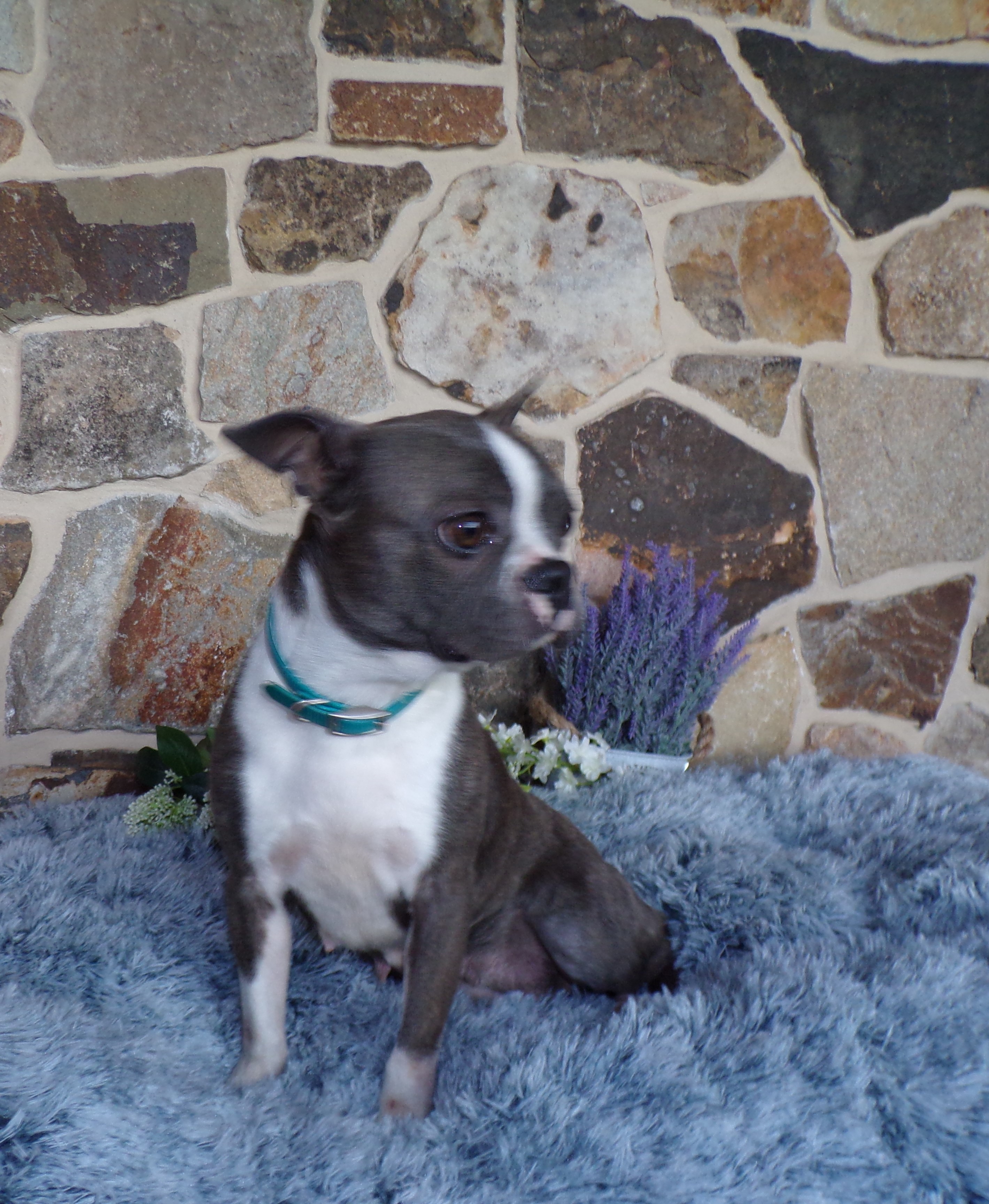 puppy, for, sale, Boston Terrier, John  Lapp, dog, breeder, Gap, PA, dog-breeder, puppy-for-sale, forsale, nearby, find, puppyfind, locator, puppylocator, aca