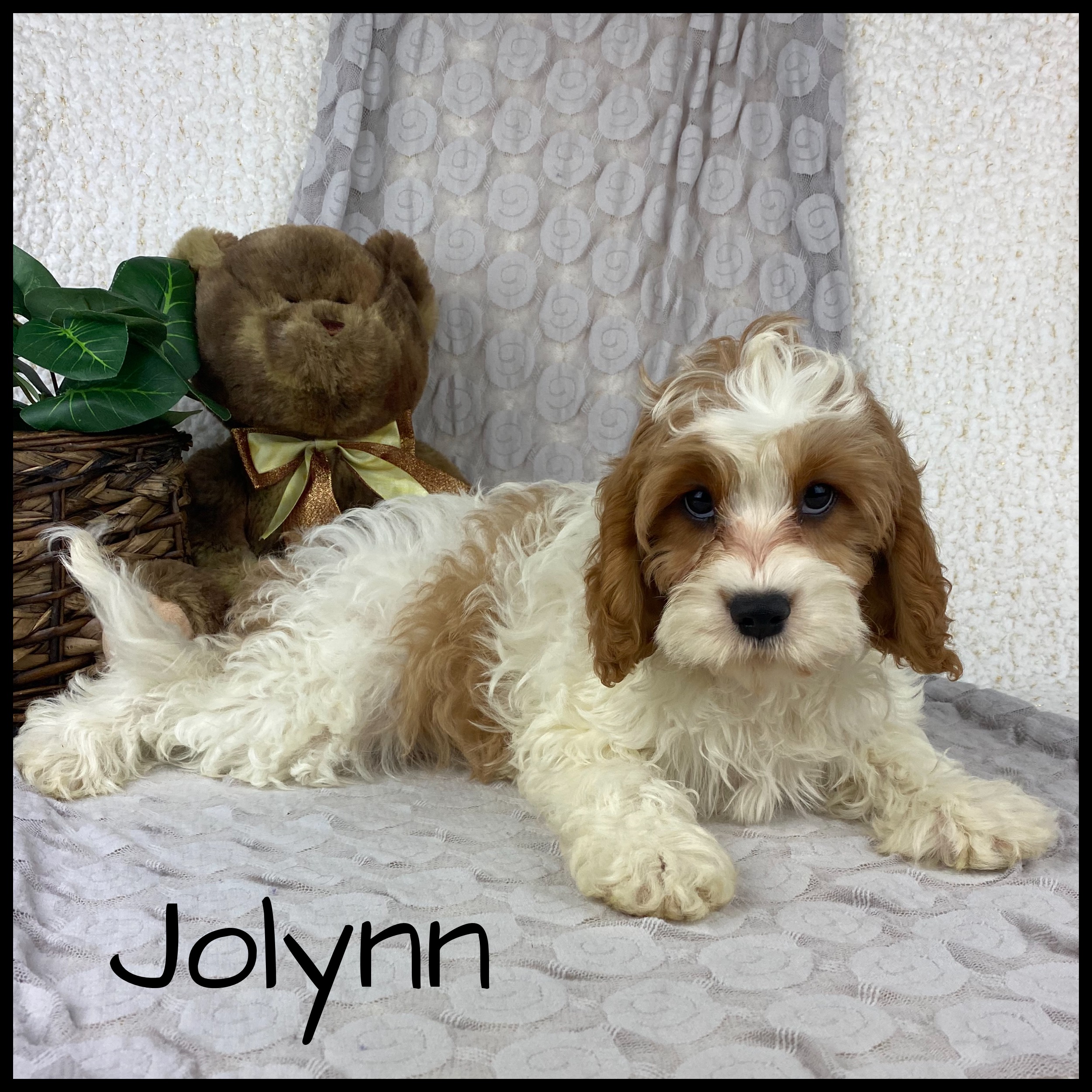 puppy, for, sale, Cavapoo, Nelson  Groff, dog, breeder, Kokomo, MS, dog-breeder, puppy-for-sale, forsale, nearby, find, puppyfind, locator, puppylocator, aca