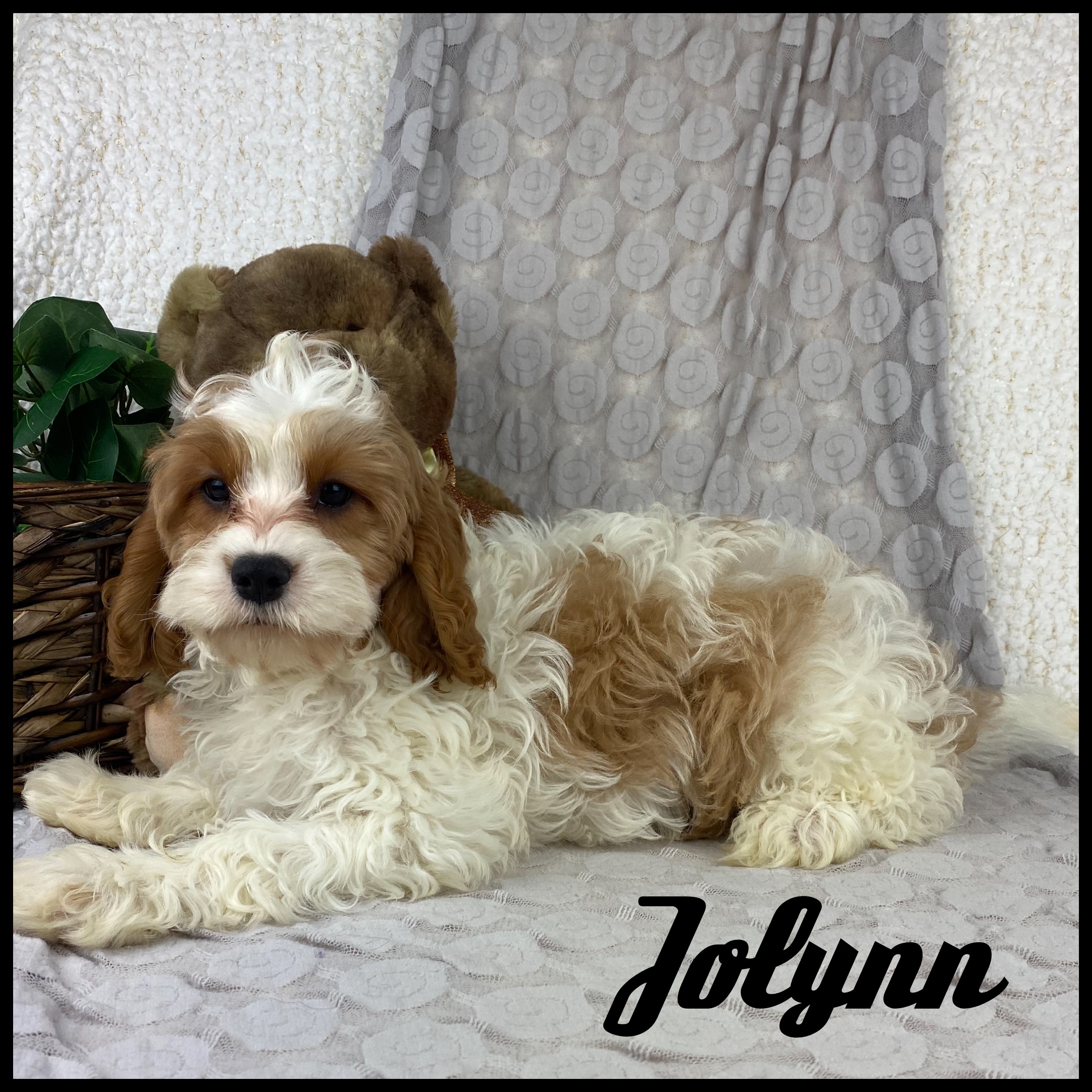 puppy, for, sale, Cavapoo, Nelson  Groff, dog, breeder, Kokomo, MS, dog-breeder, puppy-for-sale, forsale, nearby, find, puppyfind, locator, puppylocator, aca