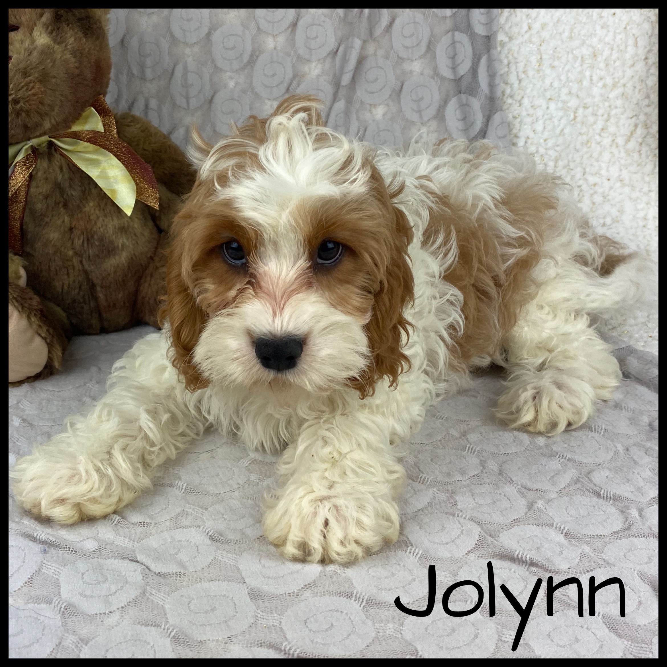 puppy, for, sale, Cavapoo, Nelson  Groff, dog, breeder, Kokomo, MS, dog-breeder, puppy-for-sale, forsale, nearby, find, puppyfind, locator, puppylocator, aca