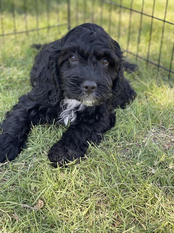 puppy, for, sale, Poodle/Cocker Spaniel,   Creek Side Kennel, dog, breeder, Oberlin, KS, dog-breeder, puppy-for-sale, forsale, nearby, find, puppyfind, locator, puppylocator, aca