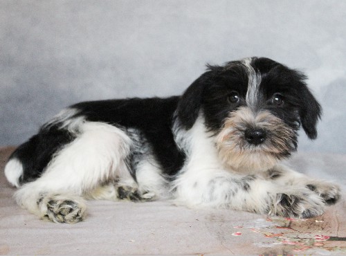 puppy, for, sale, Miniature Schnauzer, rueben  King, dog, breeder, Honey Brook, PA, dog-breeder, puppy-for-sale, forsale, nearby, find, puppyfind, locator, puppylocator, aca