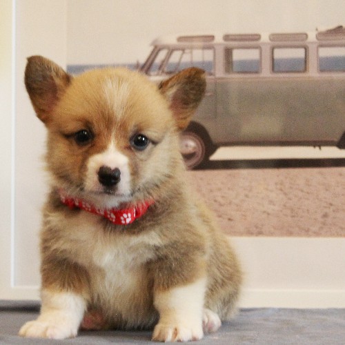 puppy, for, sale, Pembroke Welsh Corgi, Melvin  Fisher, dog, breeder, Coatesville, PA, dog-breeder, puppy-for-sale, forsale, nearby, find, puppyfind, locator, puppylocator, aca