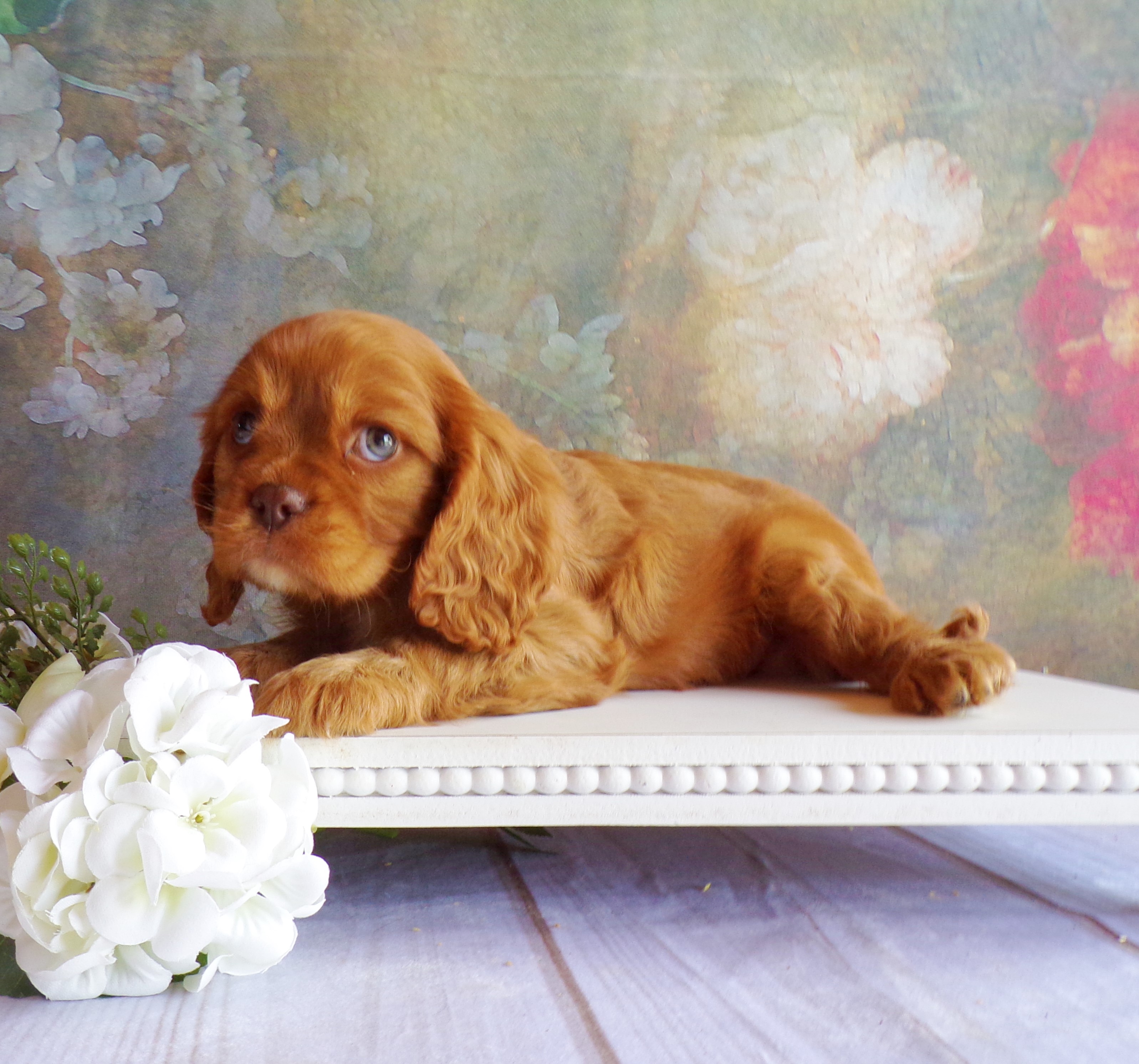 puppy, for, sale, Cavalier King Charles Spaniel, Levi  King, dog, breeder, Honey Brook, PA, dog-breeder, puppy-for-sale, forsale, nearby, find, puppyfind, locator, puppylocator, aca