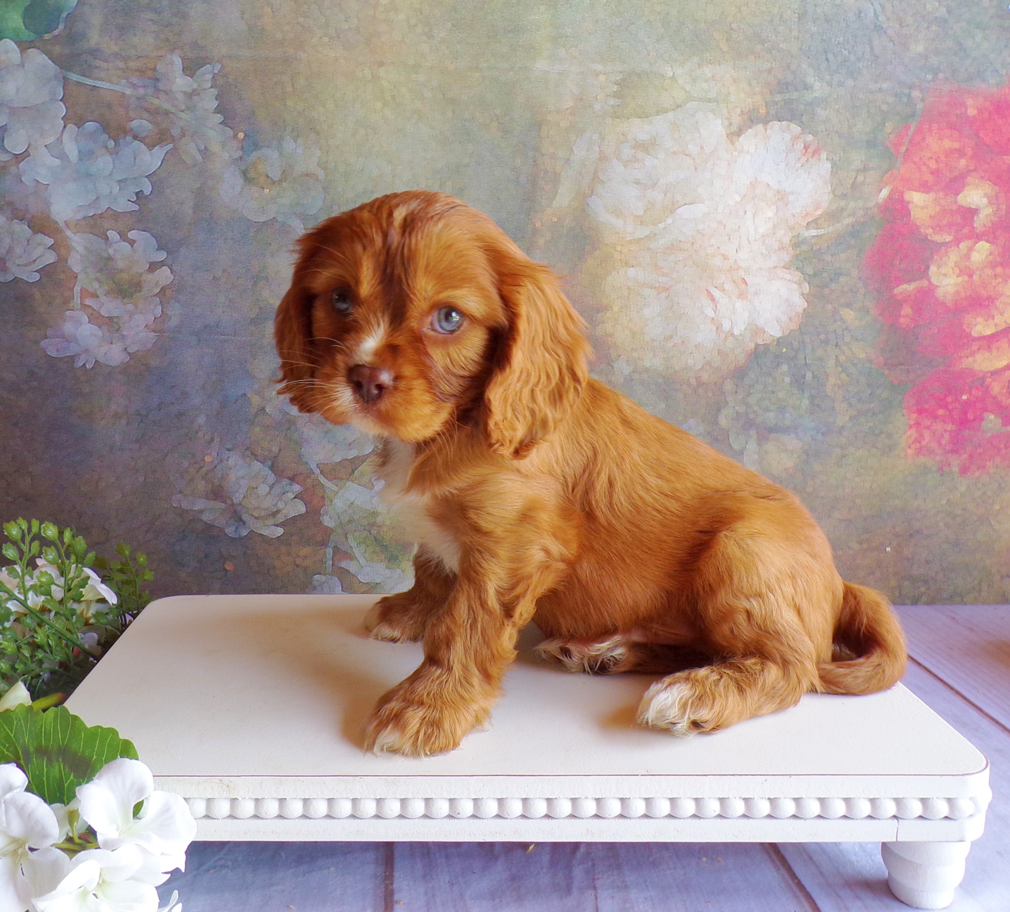 puppy, for, sale, Cavalier King Charles Spaniel, Levi  King, dog, breeder, Honey Brook, PA, dog-breeder, puppy-for-sale, forsale, nearby, find, puppyfind, locator, puppylocator, aca