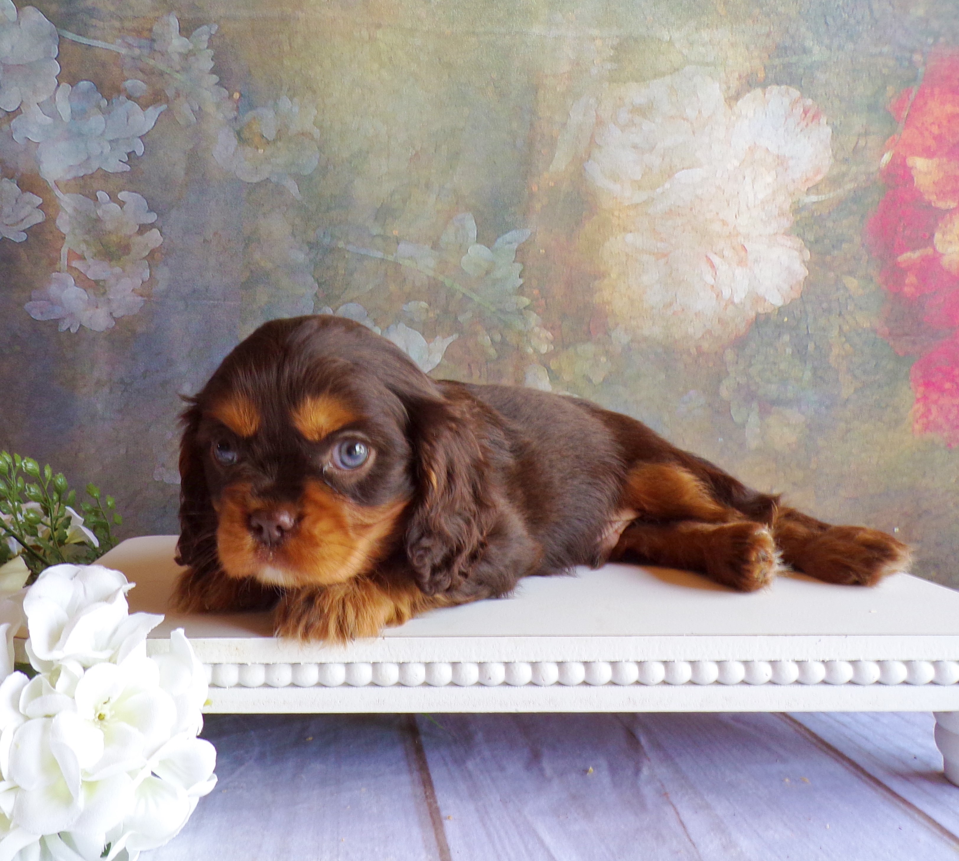 puppy, for, sale, Cavalier King Charles Spaniel, Levi  King, dog, breeder, Honey Brook, PA, dog-breeder, puppy-for-sale, forsale, nearby, find, puppyfind, locator, puppylocator, aca