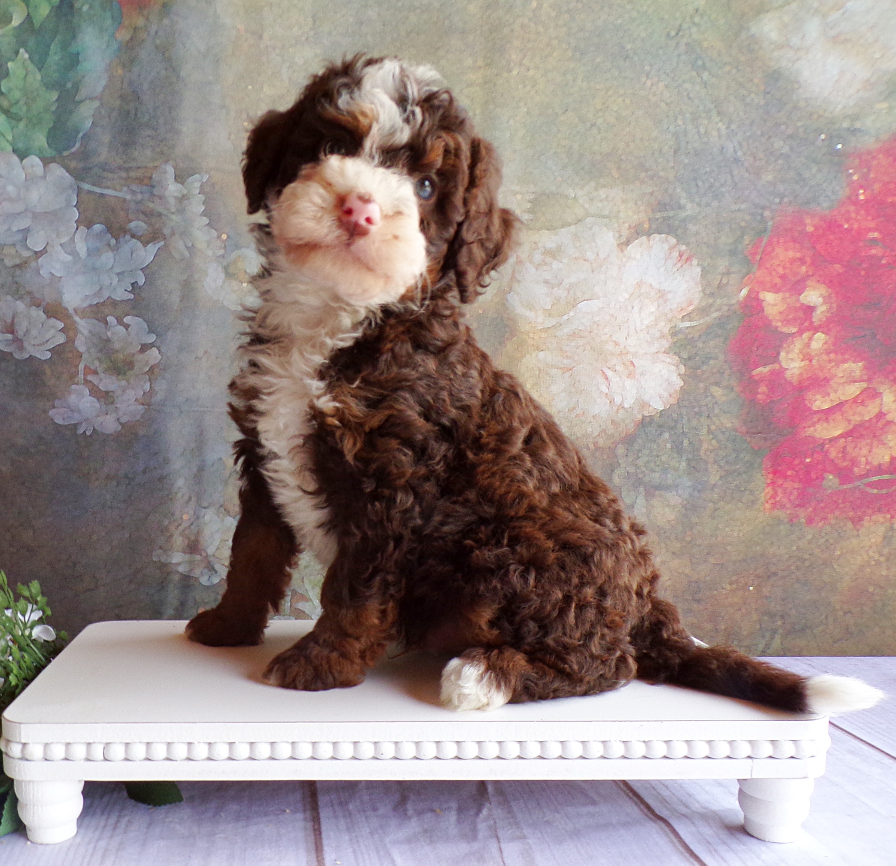 puppy, for, sale, Mini Bernedoodle, Levi  King, dog, breeder, Honey Brook, PA, dog-breeder, puppy-for-sale, forsale, nearby, find, puppyfind, locator, puppylocator, aca