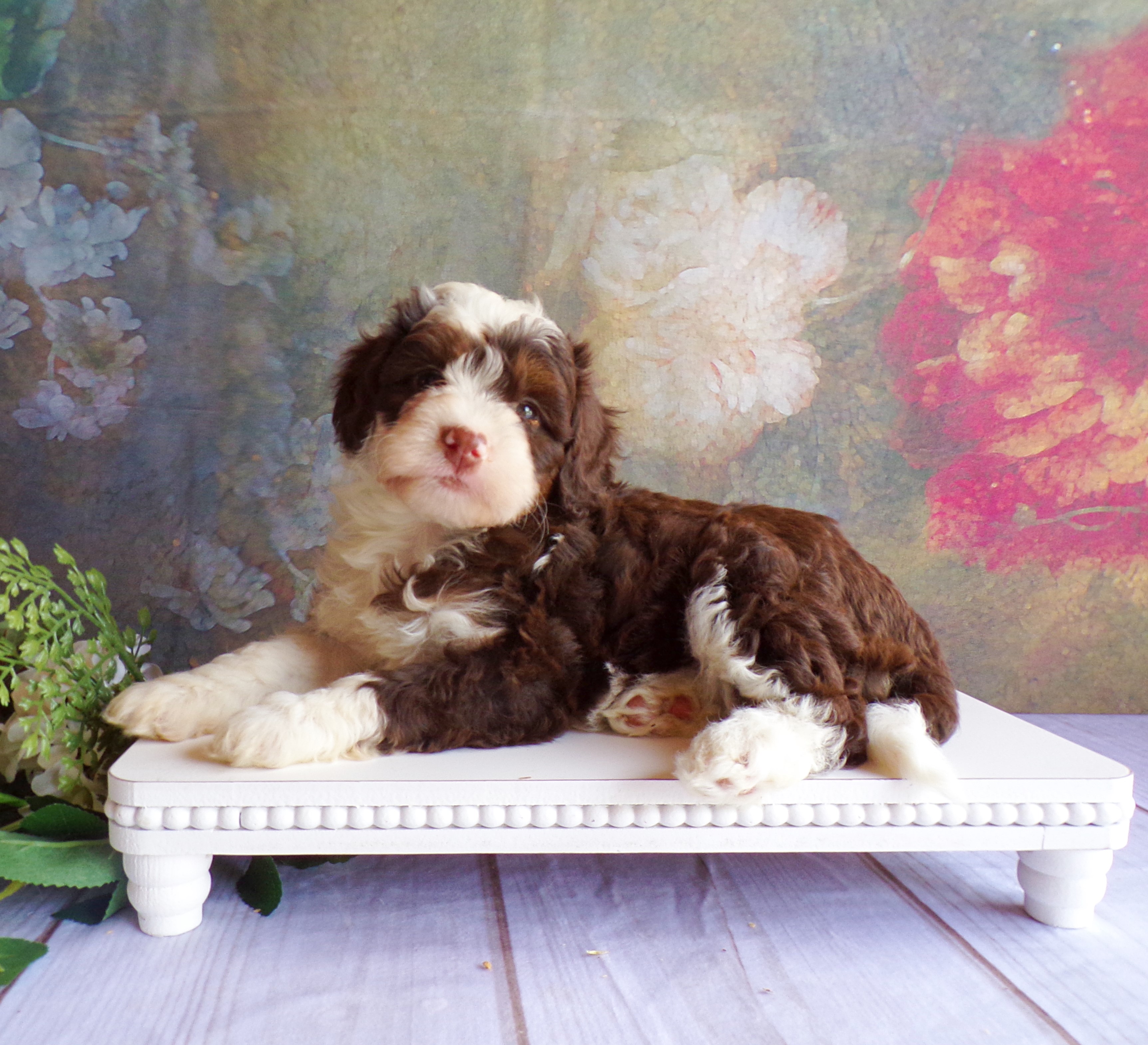 puppy, for, sale, Mini Bernedoodle, Levi  King, dog, breeder, Honey Brook, PA, dog-breeder, puppy-for-sale, forsale, nearby, find, puppyfind, locator, puppylocator, aca