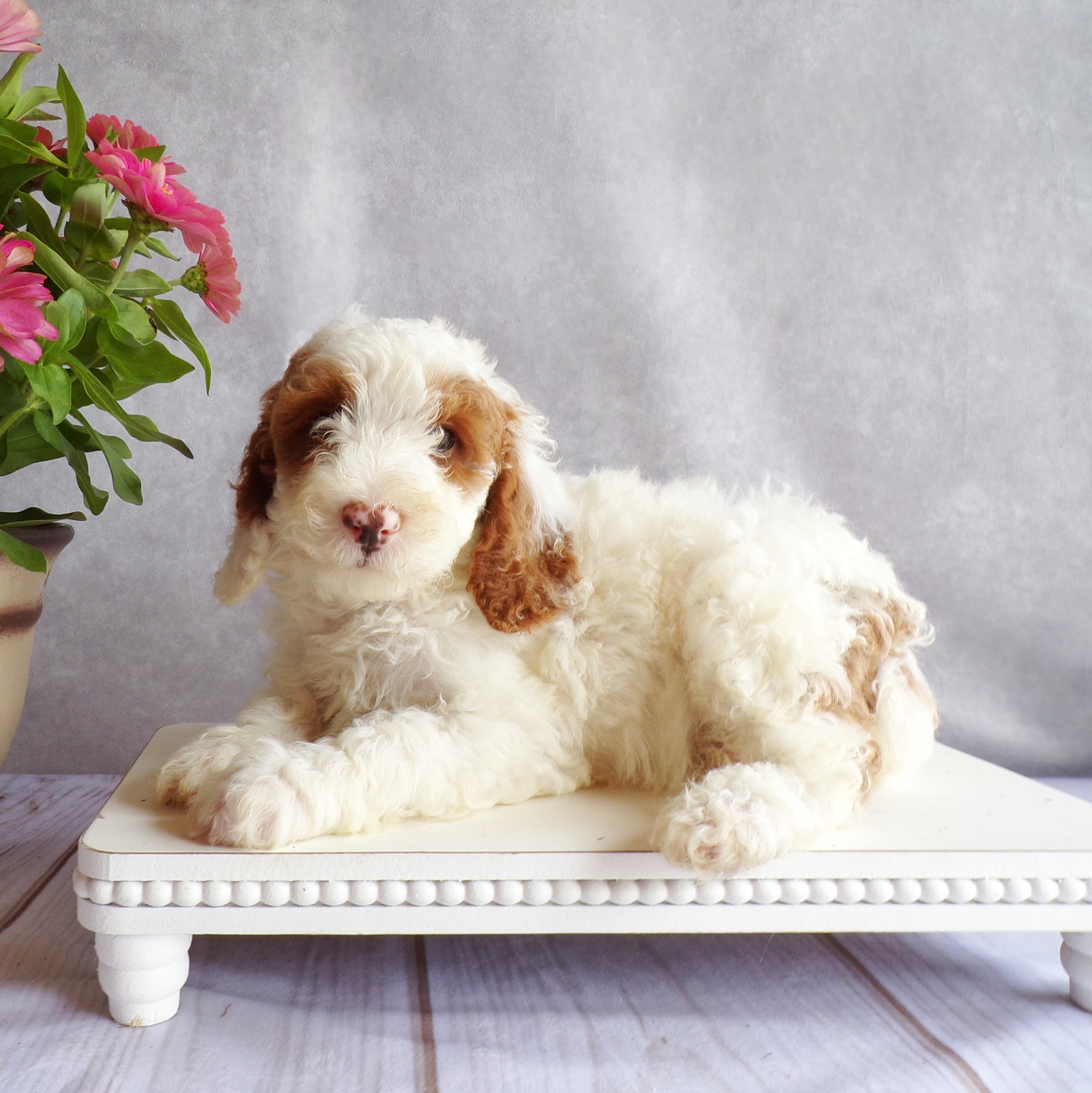 puppy, for, sale, Miniature Poodle, Levi  King, dog, breeder, Honey Brook, PA, dog-breeder, puppy-for-sale, forsale, nearby, find, puppyfind, locator, puppylocator, aca