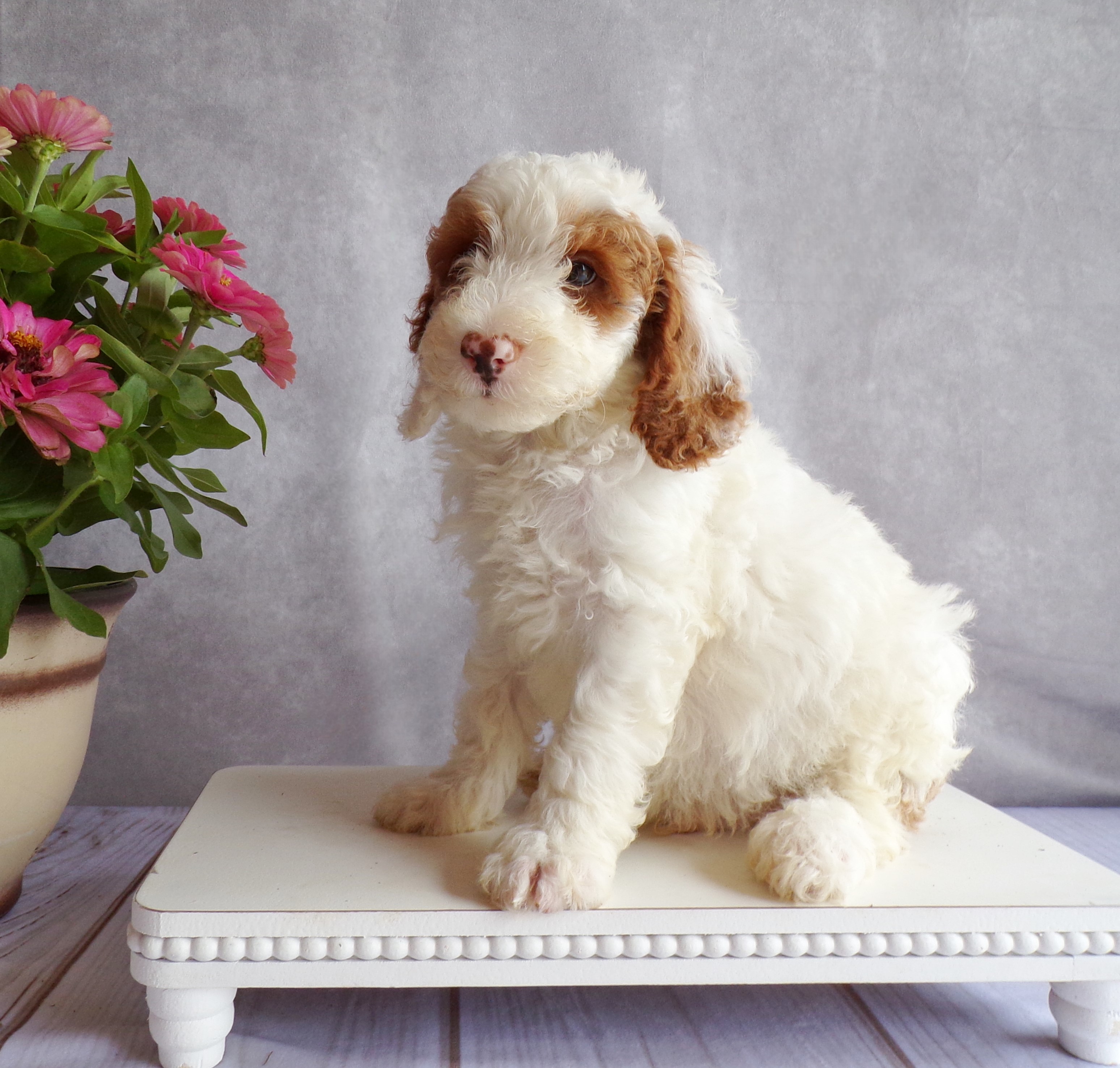 puppy, for, sale, Miniature Poodle, Levi  King, dog, breeder, Honey Brook, PA, dog-breeder, puppy-for-sale, forsale, nearby, find, puppyfind, locator, puppylocator, aca