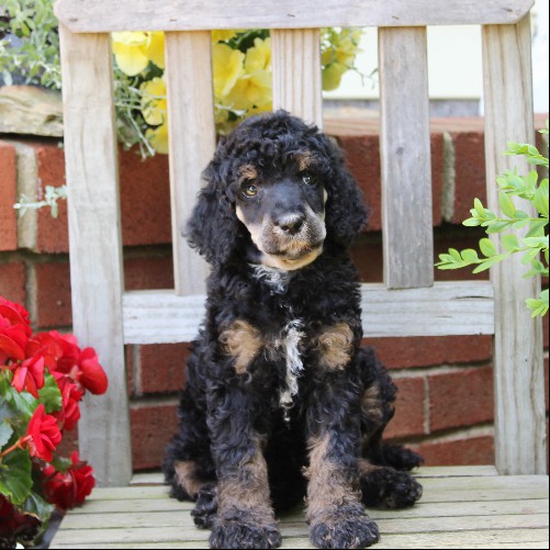 puppy, for, sale, Standard Poodle, John  Stoltzfus, dog, breeder, Christiana, PA, dog-breeder, puppy-for-sale, forsale, nearby, find, puppyfind, locator, puppylocator, aca
