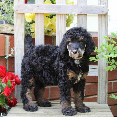 puppy, for, sale, Standard Poodle, John  Stoltzfus, dog, breeder, Christiana, PA, dog-breeder, puppy-for-sale, forsale, nearby, find, puppyfind, locator, puppylocator, aca