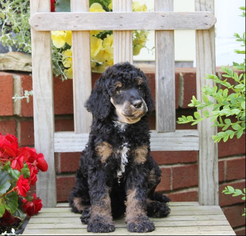 puppy, for, sale, Standard Poodle, John  Stoltzfus, dog, breeder, Christiana, PA, dog-breeder, puppy-for-sale, forsale, nearby, find, puppyfind, locator, puppylocator, aca