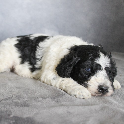 puppy, for, sale, Portuguese Water Dog, Steven Jay Stoltzfus, dog, breeder, Gap, PA, dog-breeder, puppy-for-sale, forsale, nearby, find, puppyfind, locator, puppylocator, aca
