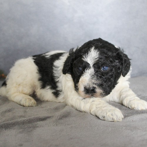 puppy, for, sale, Portuguese Water Dog, Steven Jay Stoltzfus, dog, breeder, Gap, PA, dog-breeder, puppy-for-sale, forsale, nearby, find, puppyfind, locator, puppylocator, aca