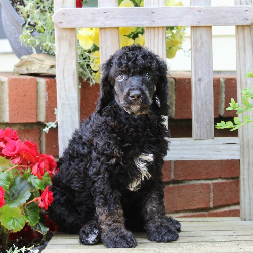 puppy, for, sale, Standard Poodle, John  Stoltzfus, dog, breeder, Christiana, PA, dog-breeder, puppy-for-sale, forsale, nearby, find, puppyfind, locator, puppylocator, aca