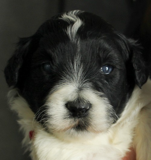 puppy, for, sale, Portuguese Water Dog, Steven Jay Stoltzfus, dog, breeder, Gap, PA, dog-breeder, puppy-for-sale, forsale, nearby, find, puppyfind, locator, puppylocator, aca