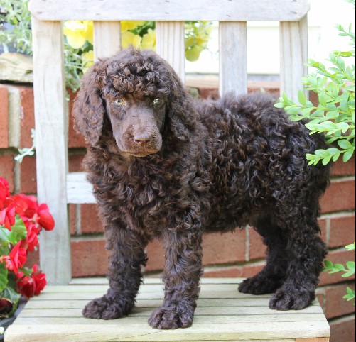 puppy, for, sale, Standard Poodle, John  Stoltzfus, dog, breeder, Christiana, PA, dog-breeder, puppy-for-sale, forsale, nearby, find, puppyfind, locator, puppylocator, aca