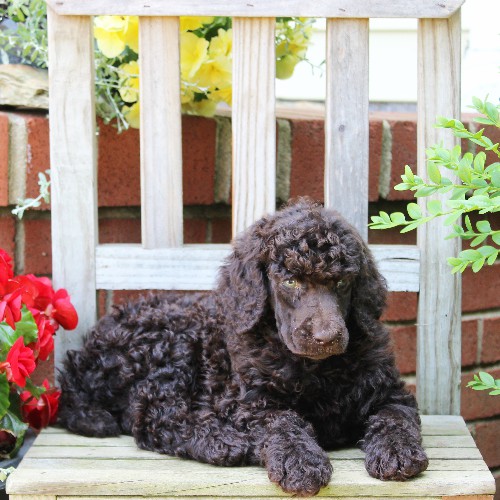 puppy, for, sale, Standard Poodle, John  Stoltzfus, dog, breeder, Christiana, PA, dog-breeder, puppy-for-sale, forsale, nearby, find, puppyfind, locator, puppylocator, aca