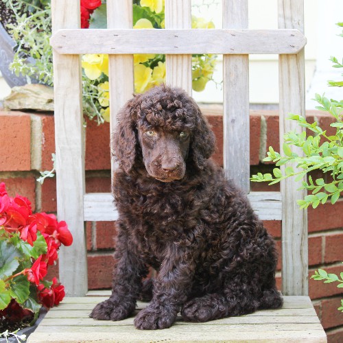 puppy, for, sale, Standard Poodle, John  Stoltzfus, dog, breeder, Christiana, PA, dog-breeder, puppy-for-sale, forsale, nearby, find, puppyfind, locator, puppylocator, aca