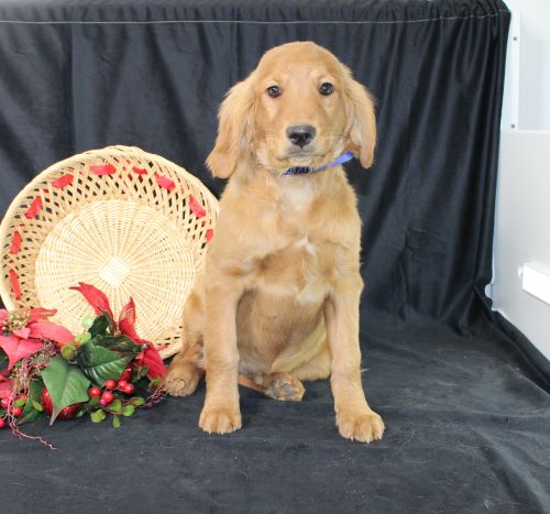 puppy, for, sale, Miniature Golden Retriever, Ivan J. Stoltzfus, dog, breeder, Dornsife, PA, dog-breeder, puppy-for-sale, forsale, nearby, find, puppyfind, locator, puppylocator, aca