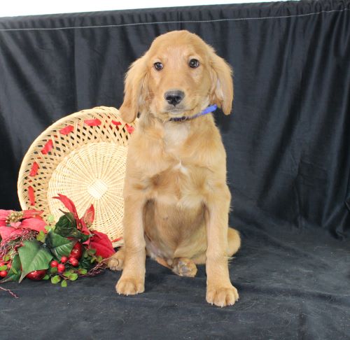 puppy, for, sale, Miniature Golden Retriever, Ivan J. Stoltzfus, dog, breeder, Dornsife, PA, dog-breeder, puppy-for-sale, forsale, nearby, find, puppyfind, locator, puppylocator, aca