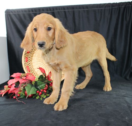 puppy, for, sale, Miniature Golden Retriever, Ivan J. Stoltzfus, dog, breeder, Dornsife, PA, dog-breeder, puppy-for-sale, forsale, nearby, find, puppyfind, locator, puppylocator, aca